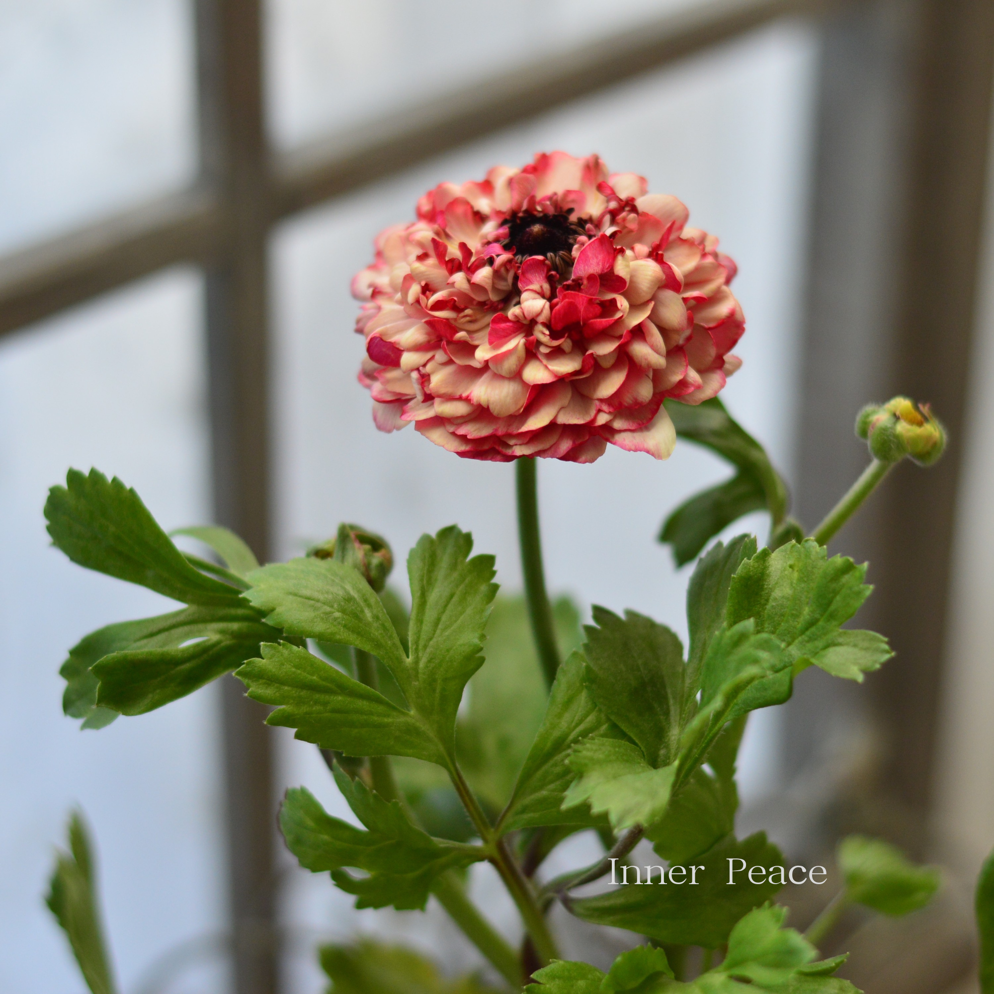 【豪華】 ラナンキュラス （ミックス）『クリーム×レッド系』　3.5寸ロングPOT