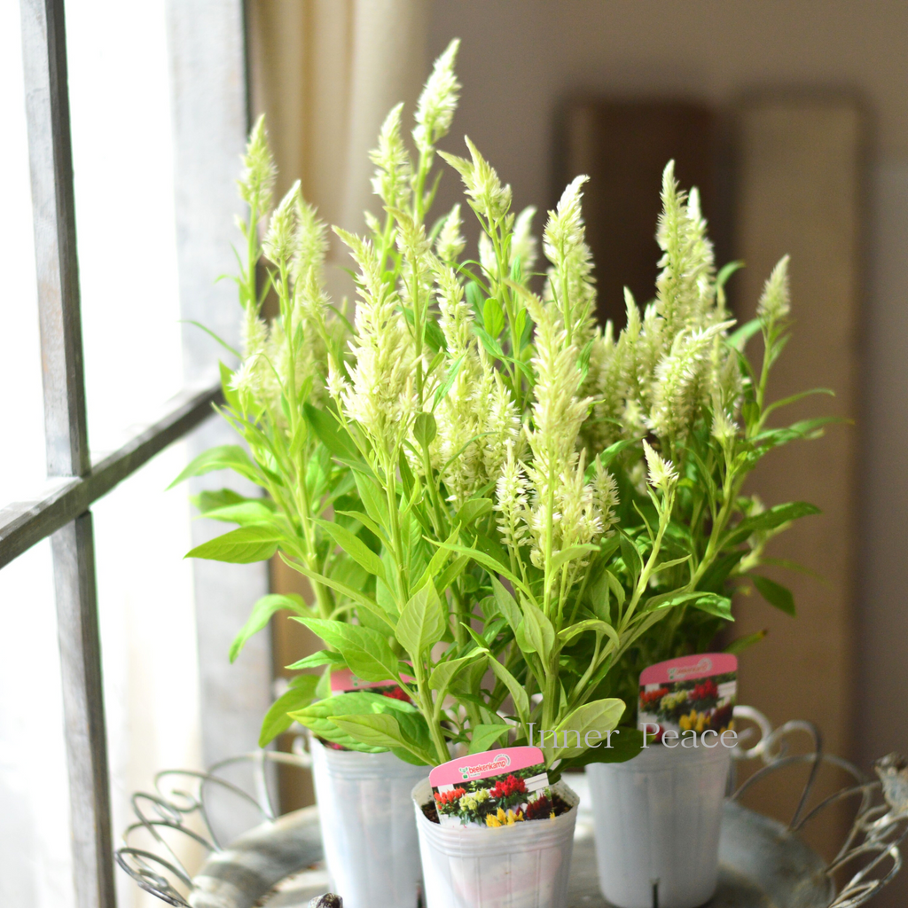 51acce9a241610e14889581dfc6444