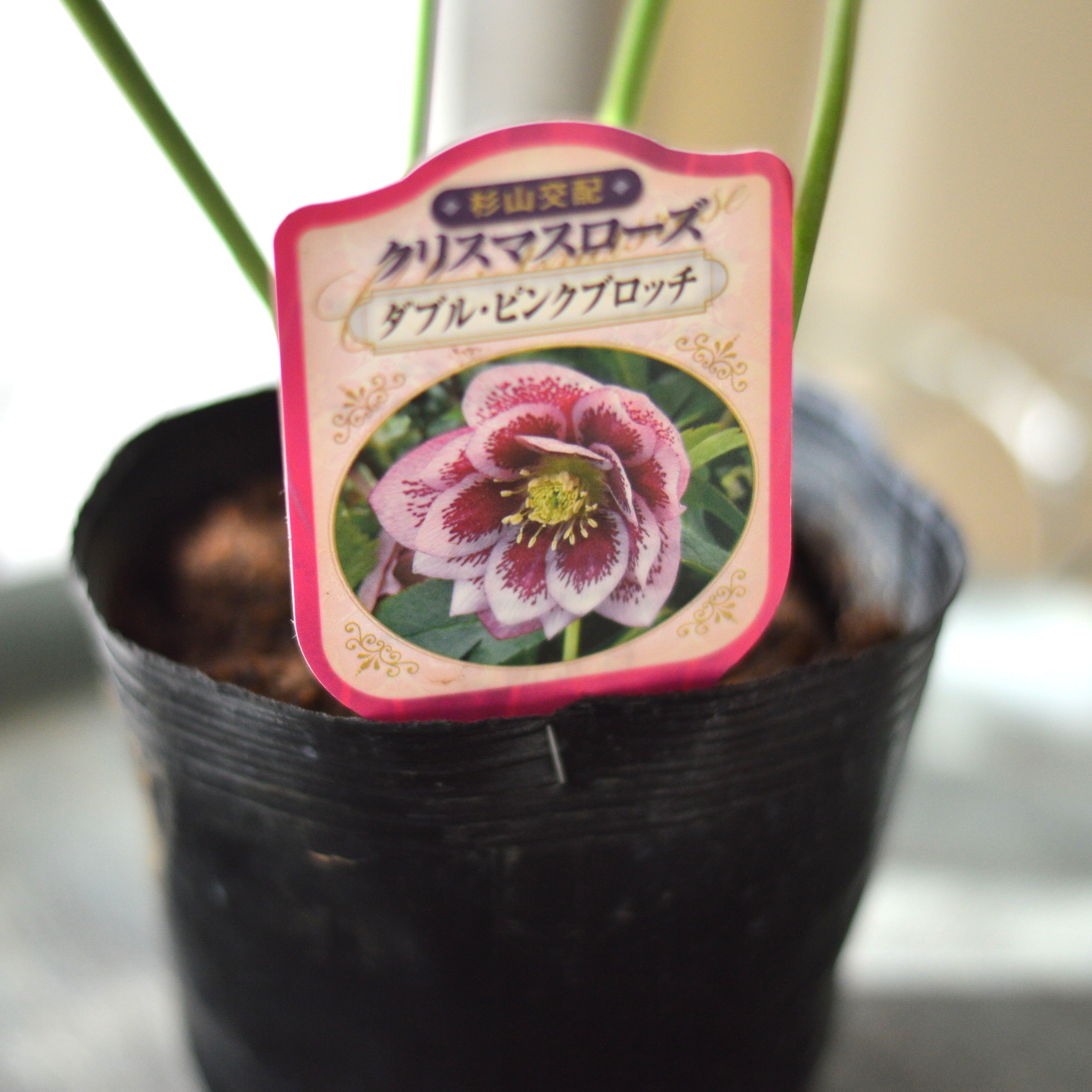 杉光園芸さん】 クリスマスローズ 『ダブル・ピンクブロッチ』 4寸POT