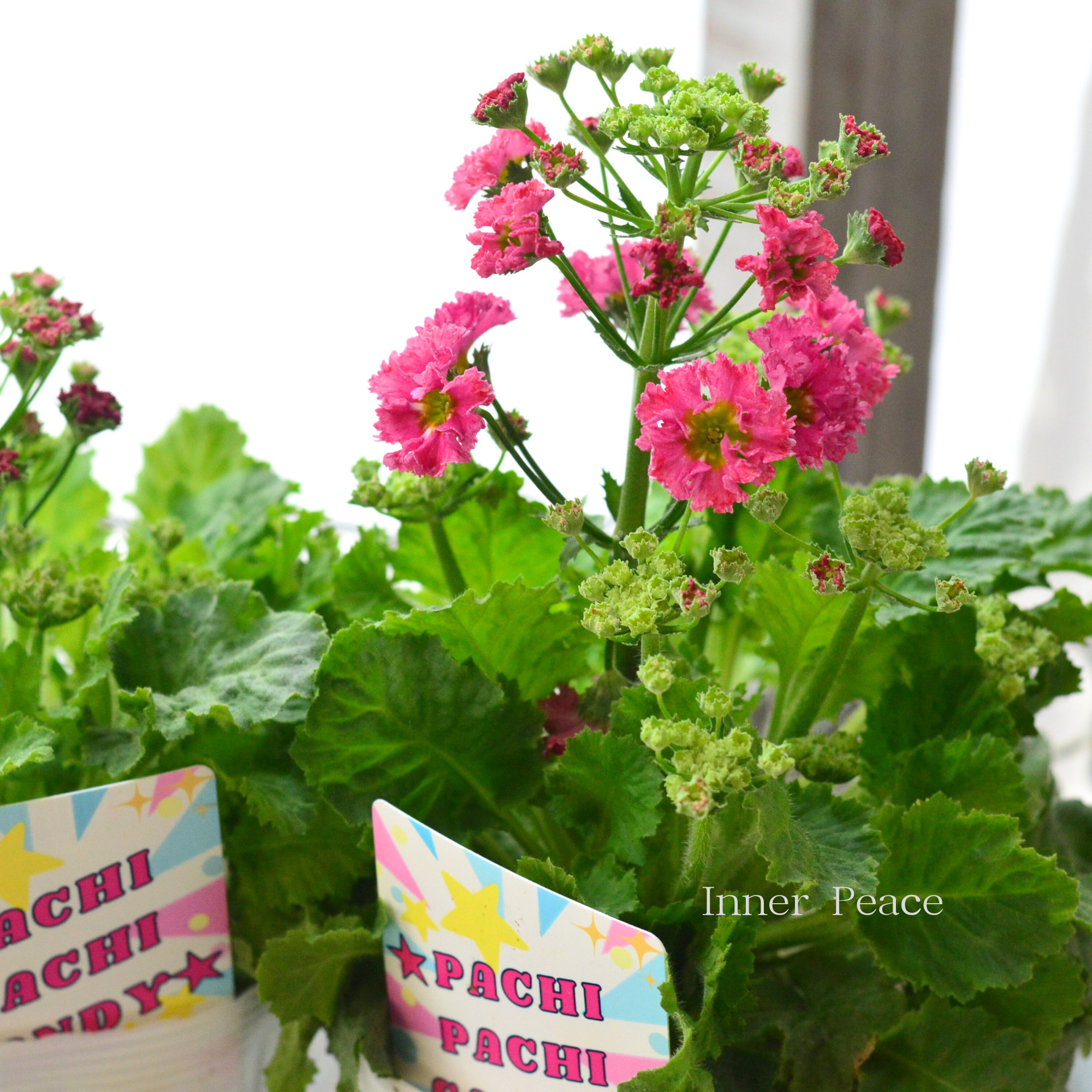 【北島園芸さん】 プリムラ マラコイデス 『パチパチキャンディ・レッド系』　　3.5寸POT