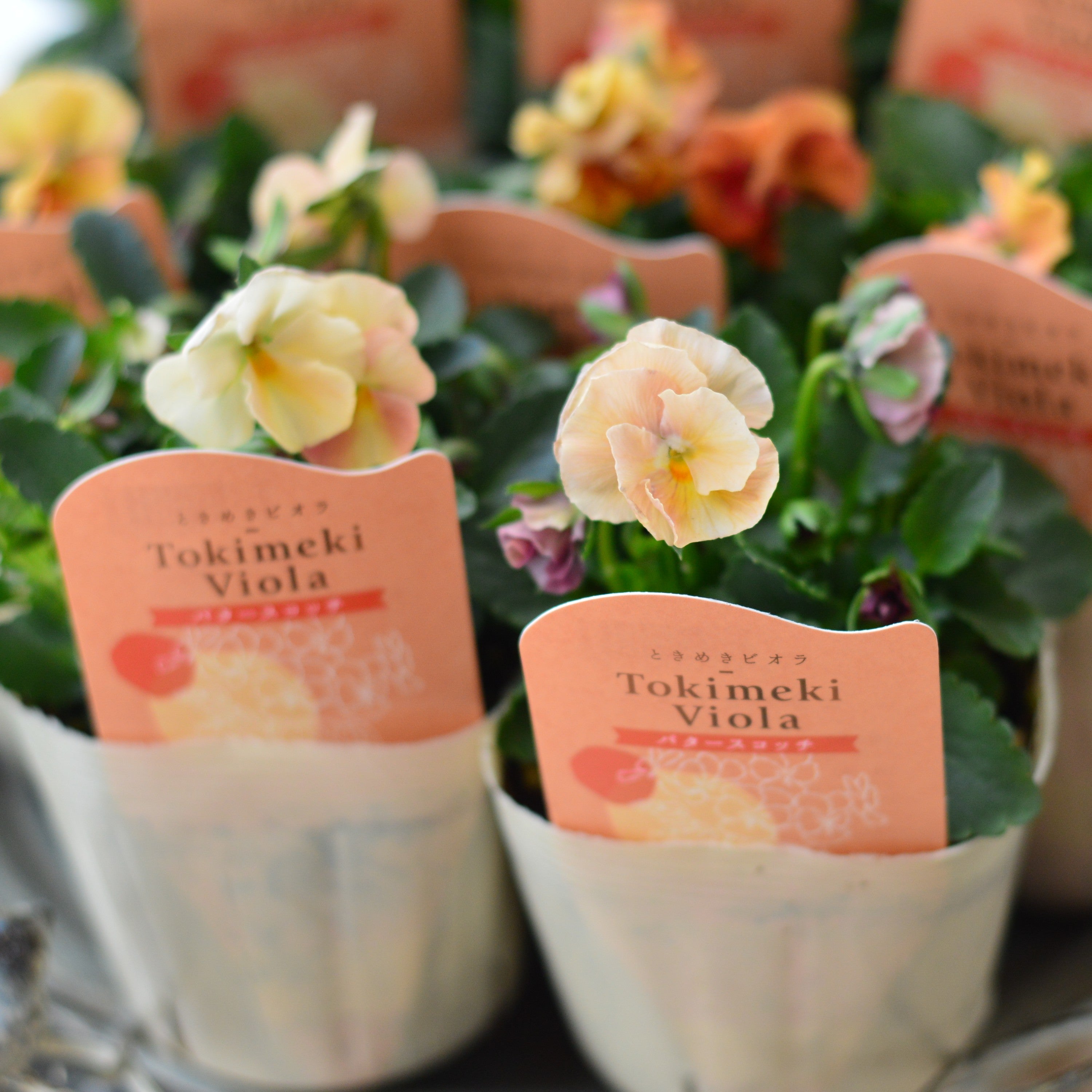 【希少】 ときめきビオラ　『バタースコッチ』　3.5寸POT