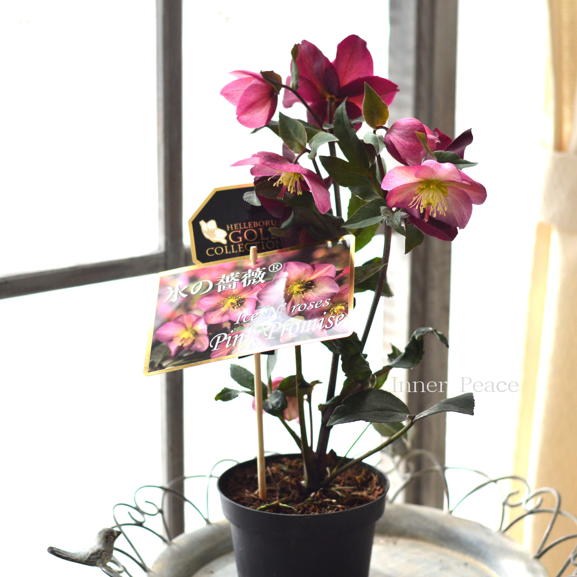 【童仙房さん】  クリスマスローズ 『氷の薔薇・ピンクプロミス』　　4.5寸鉢