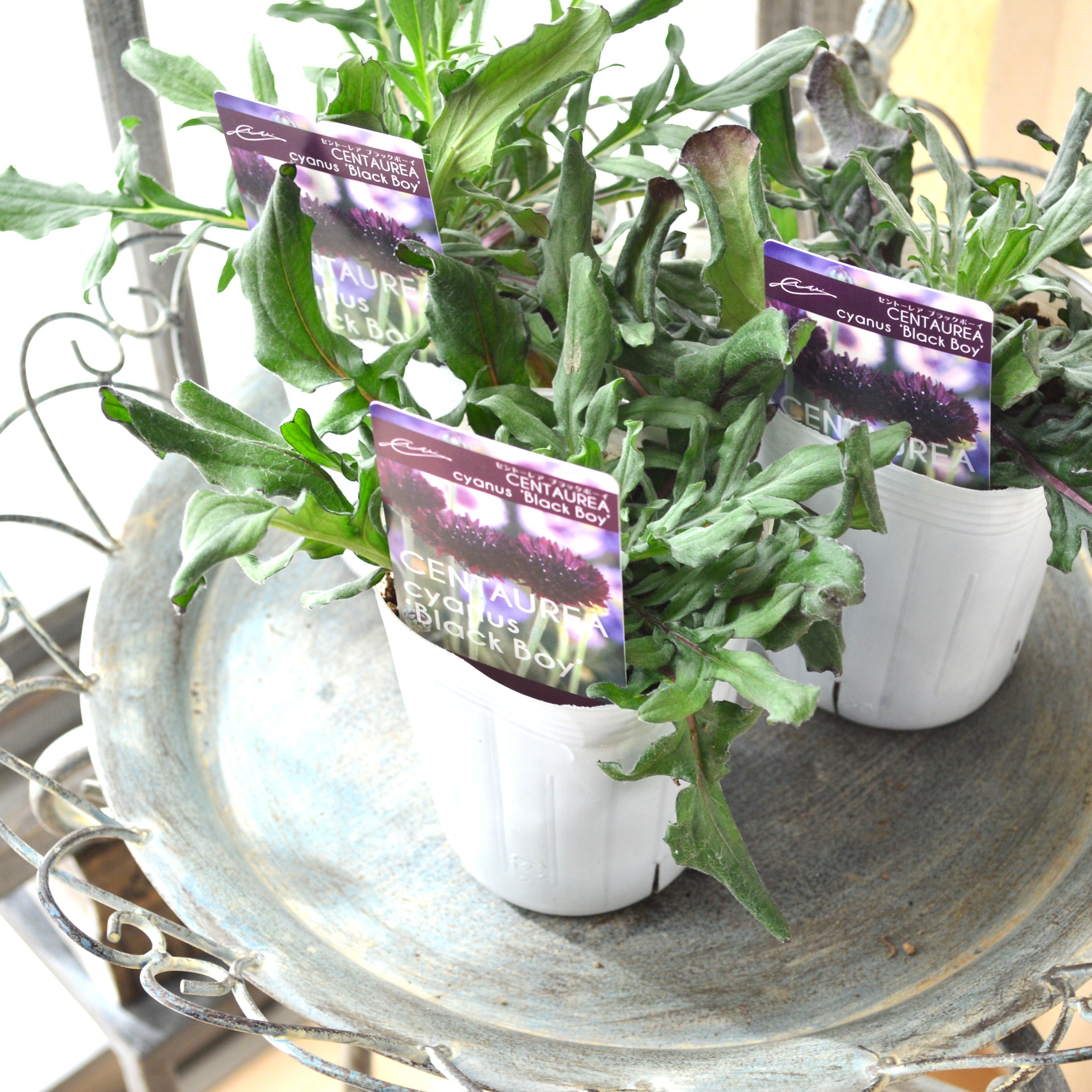 【寒さに強い】 セントーレア（矢車草） 『ブラックボーイ』植え込み用　3寸POT