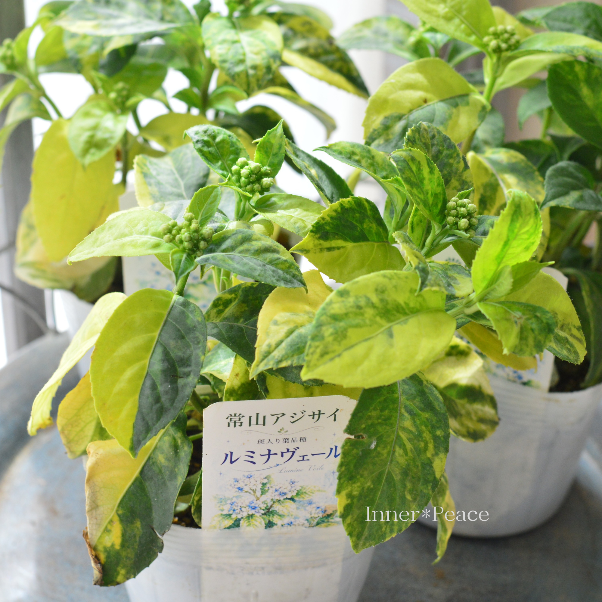【斑入り葉】 常山あじさい　『ルミナヴェール』　　3.5寸POT