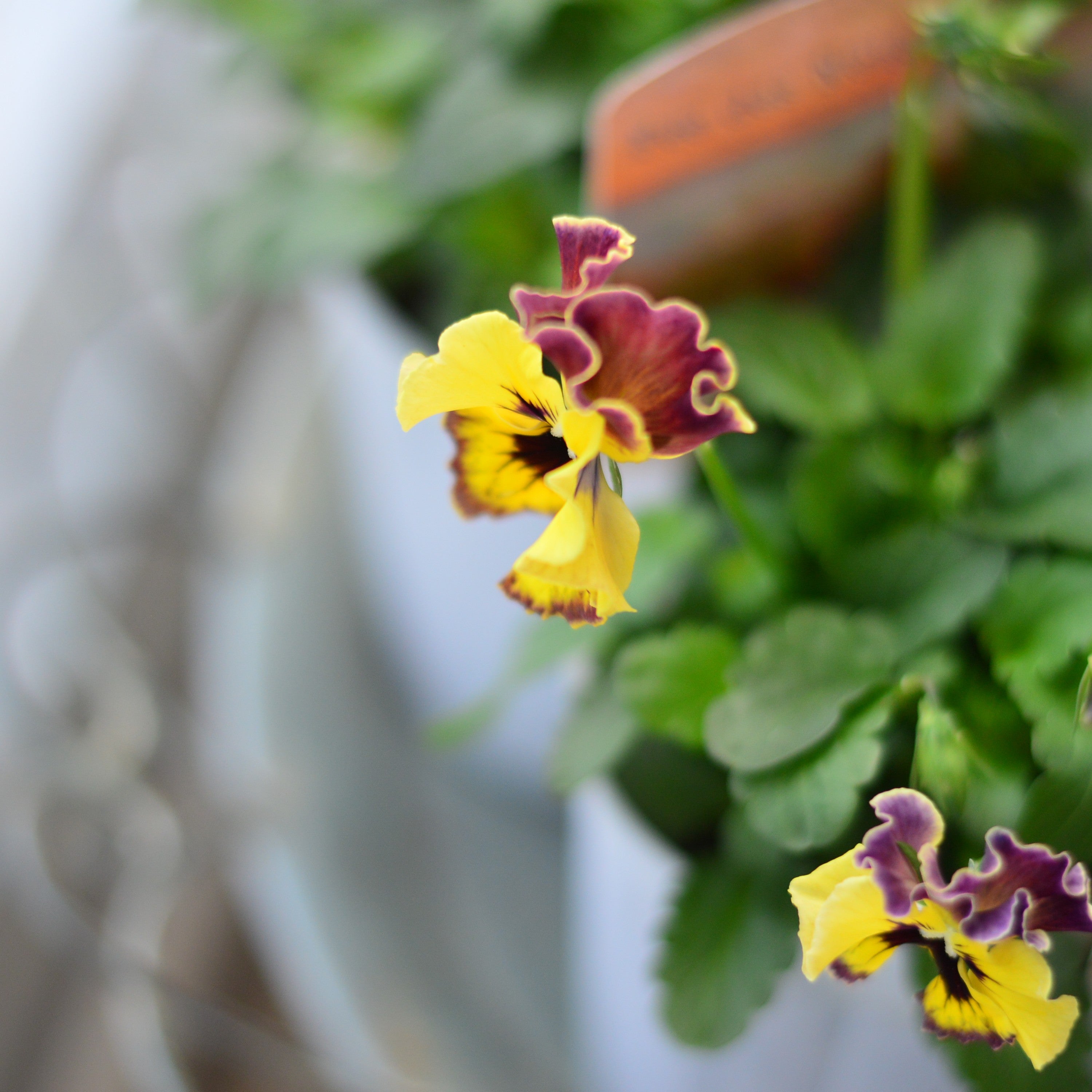 【美しい】 パンジー 『フェデネージュ・モネ　積みわら』　3.5寸POT