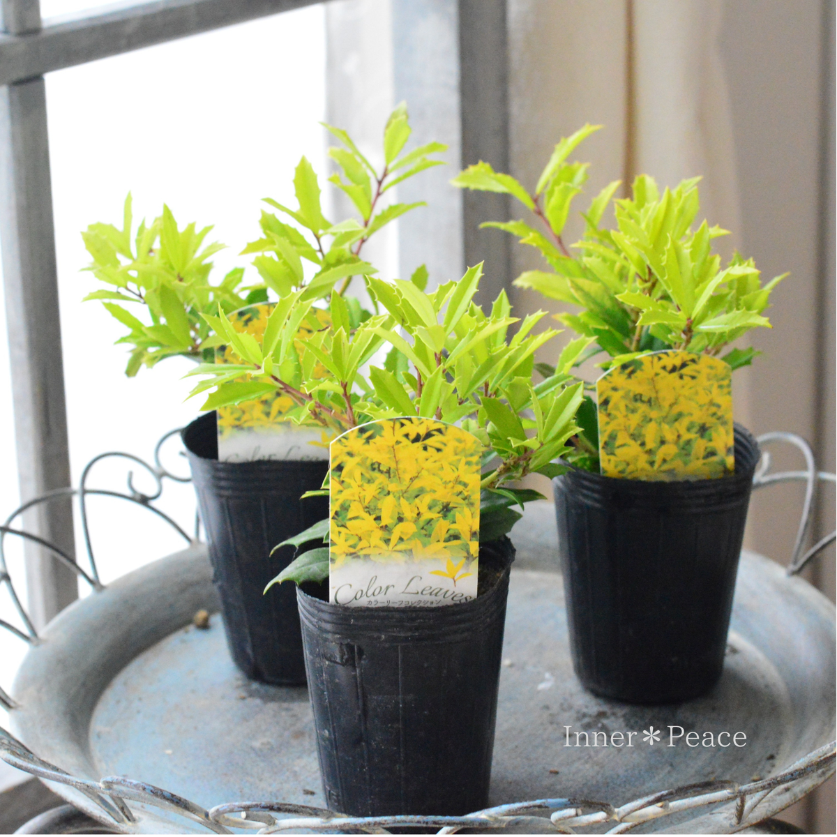 【寄せ植えに】 サニーフォスター　　2.5寸ロングPOT