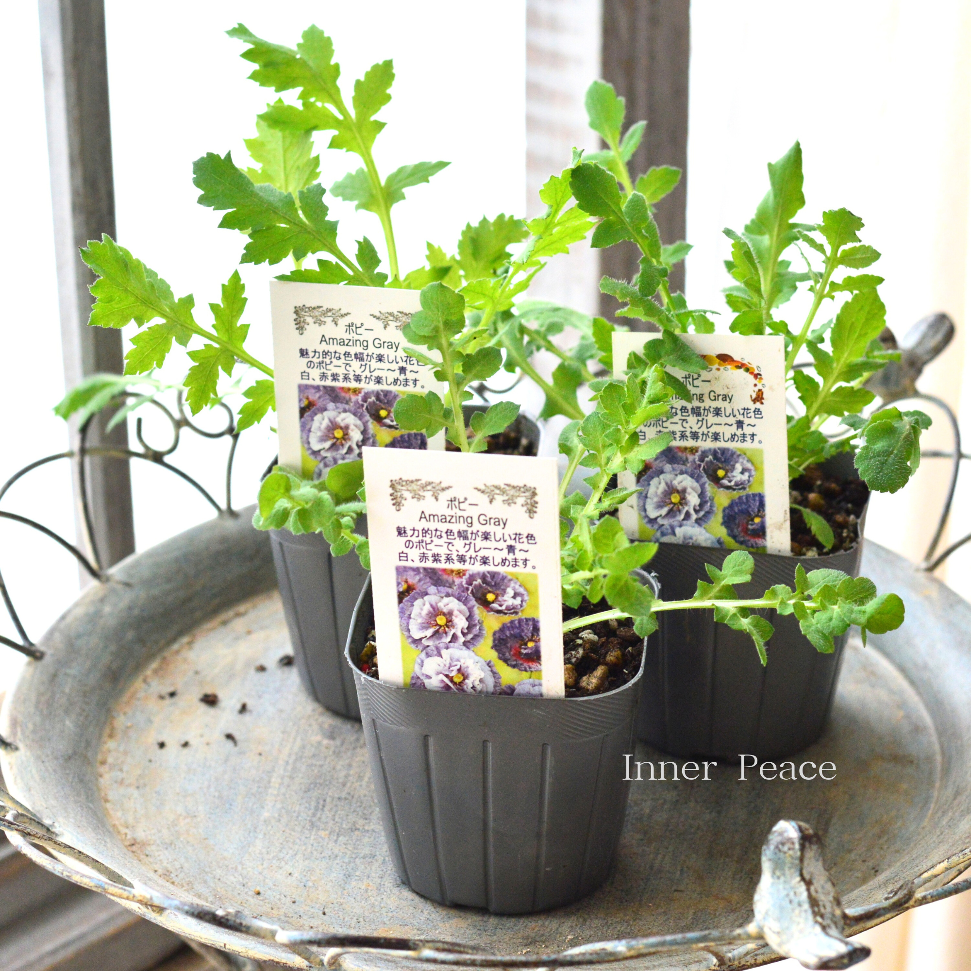 【シック】 ポピー 『アメージンググレー』　3寸POT（植え込み用）