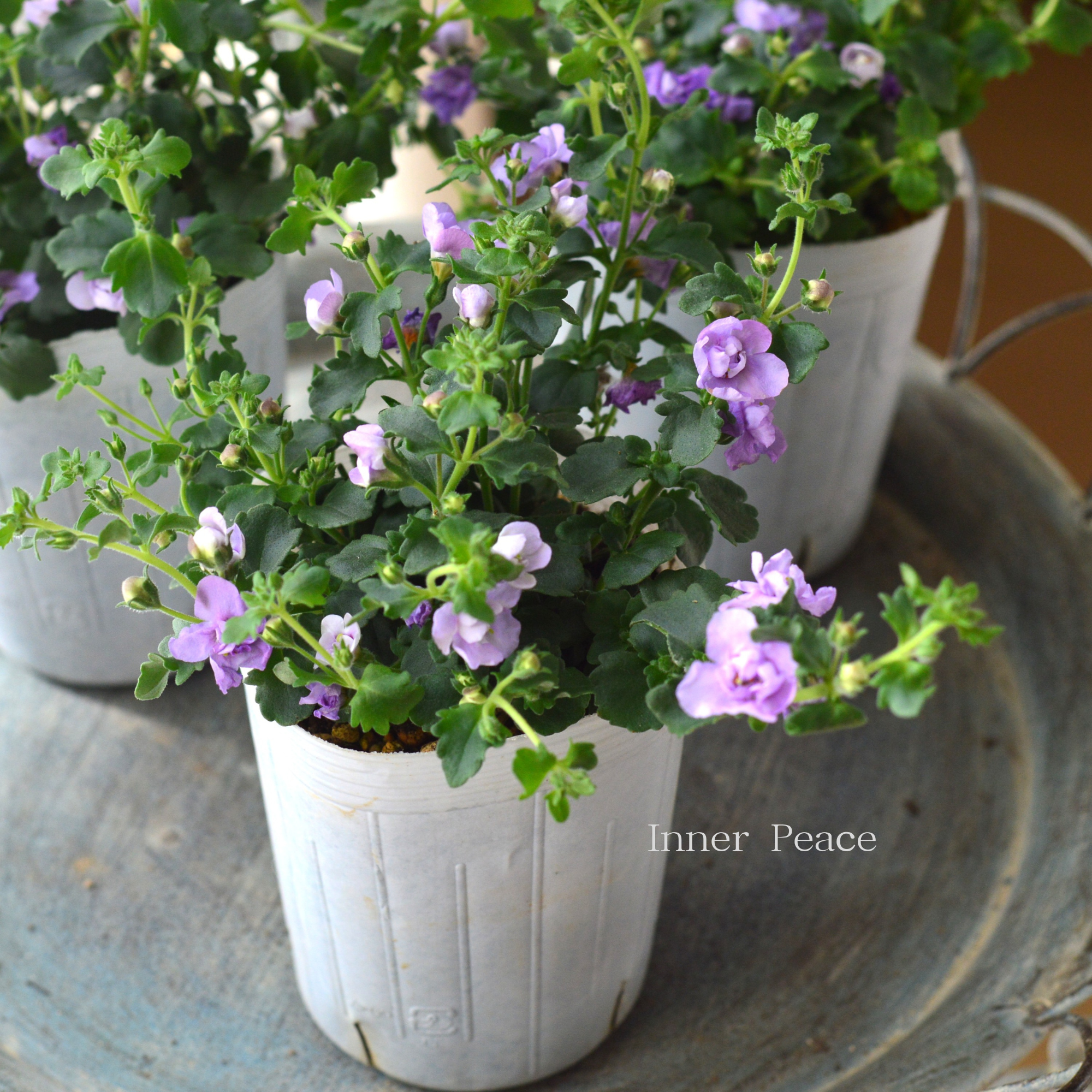 【２本植え】 バコパ  『スコピア ダブル・ラベンダー』　　3寸ロングPOT