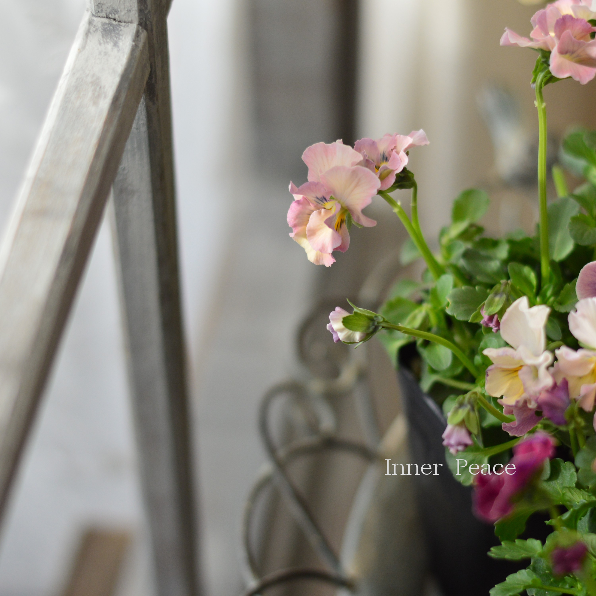 【ハルグリンさん】 ビオラ　『プティフール・ピンクジャム』　　3寸POT