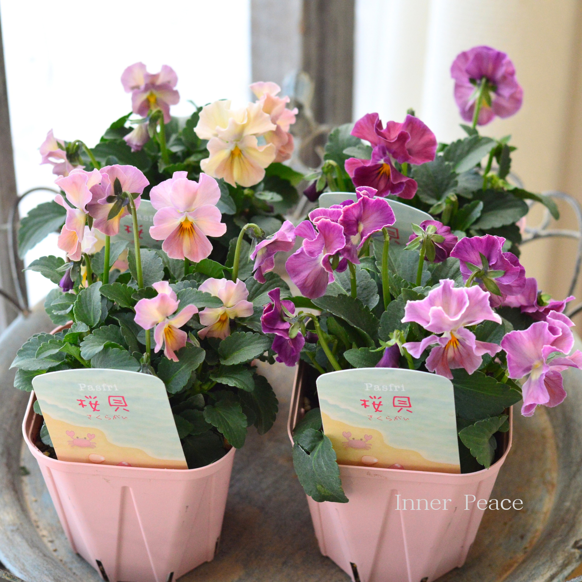 【桂楓園さんオリジナル】 パンジー　『pasfri  ～パスフリ～・桜貝』   3.5寸POT
