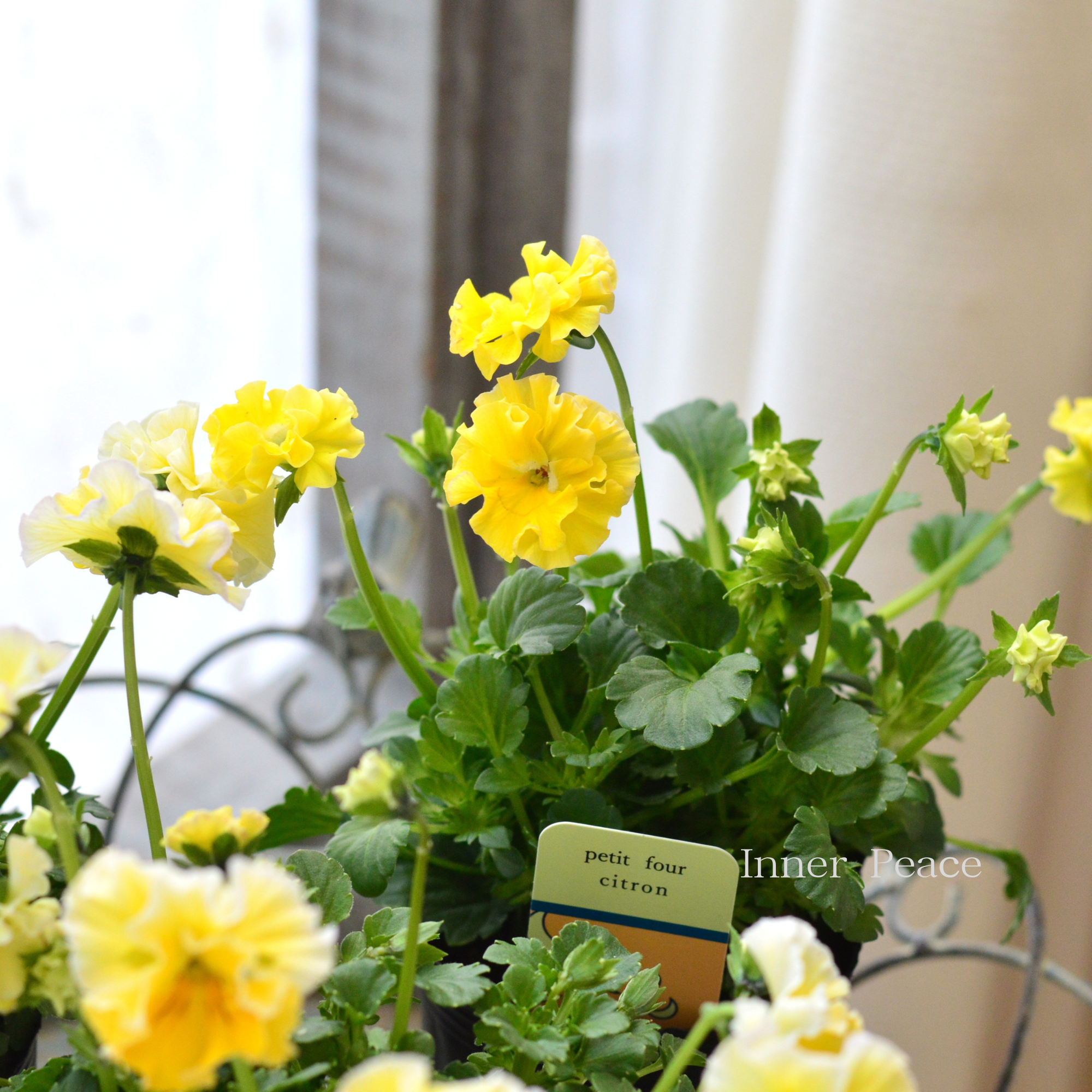 【ハルグリンさん】 ビオラ　『プティフール・シトロン』　　3寸POT