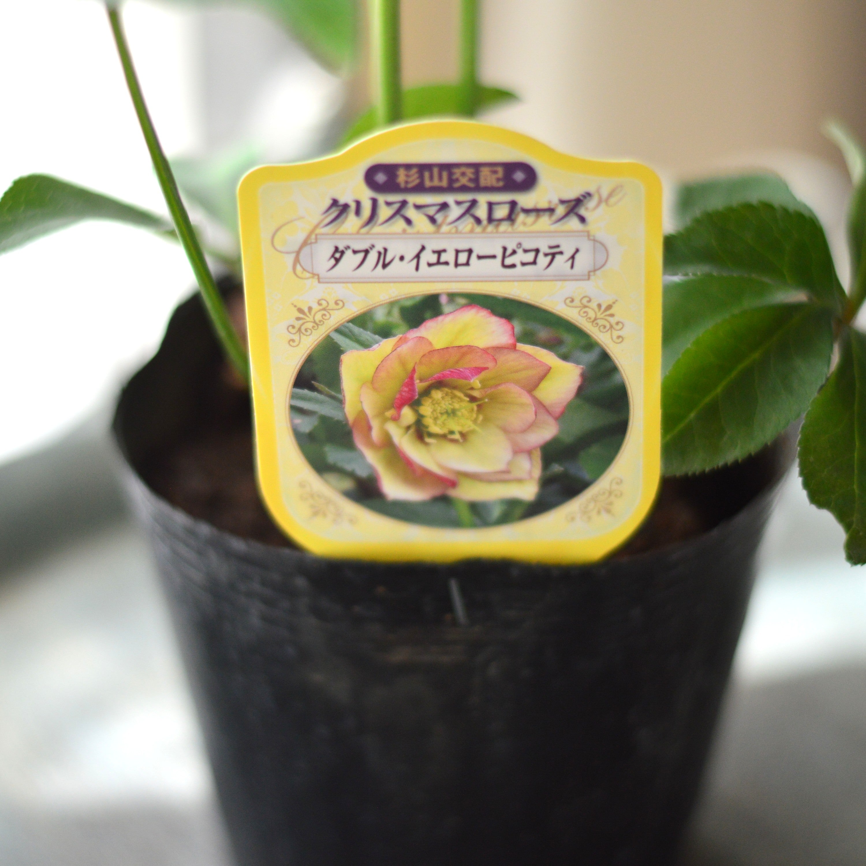 【杉光園芸さん】  クリスマスローズ　『ダブル・イエローピコティ』　　4寸POT