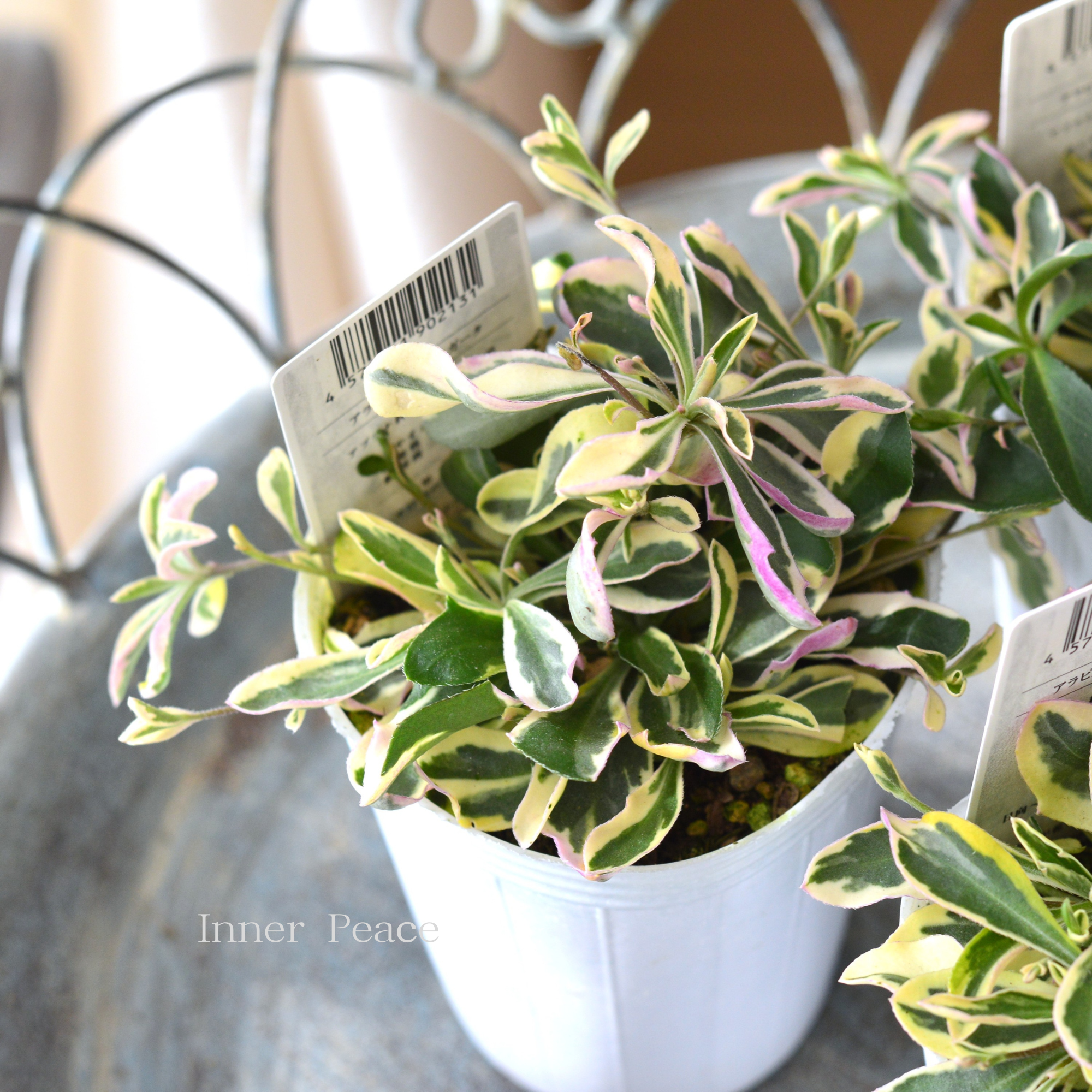 【斑入り】 アラビス　『バリエガータ』　　2.5寸POT