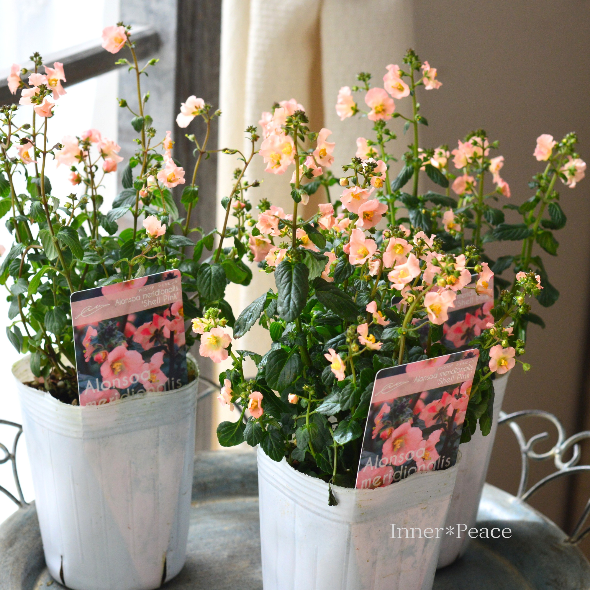 開花期が長い】 アロンソア 『シェルピンク』 3寸ロングPOT
