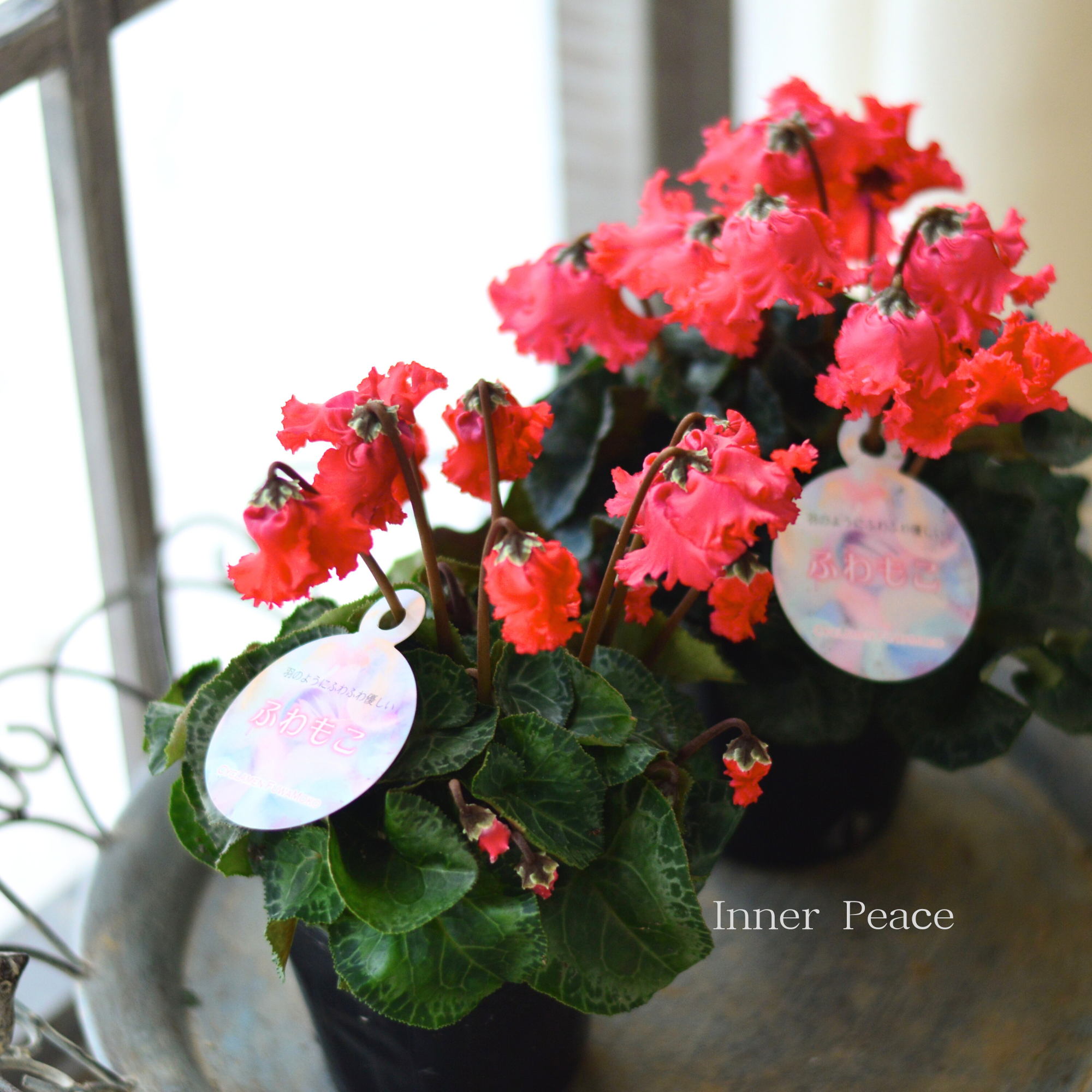 【フリル】 シクラメン　『ふわもこ・レッド』　 　3寸POT