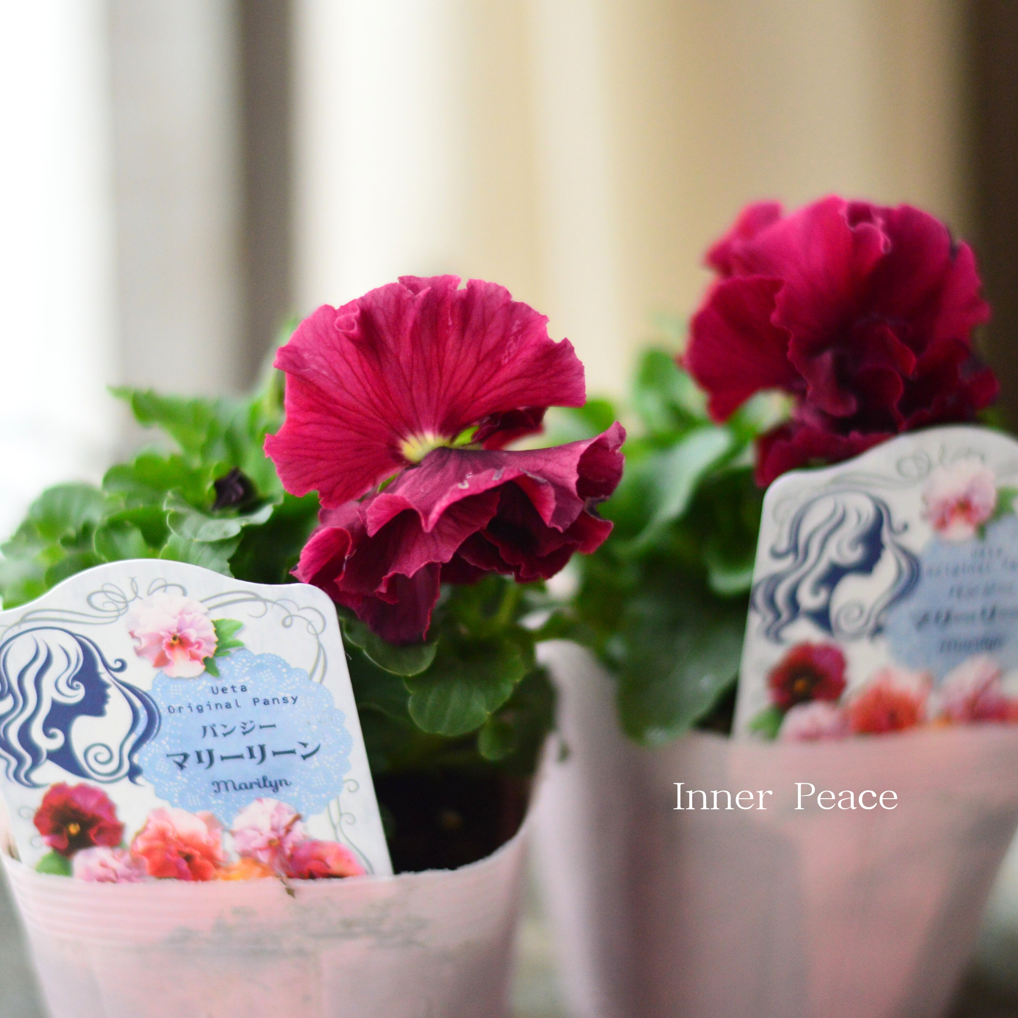 【うえたさん育種】 パンジー 『マリーリーン・B』　3.5寸POT