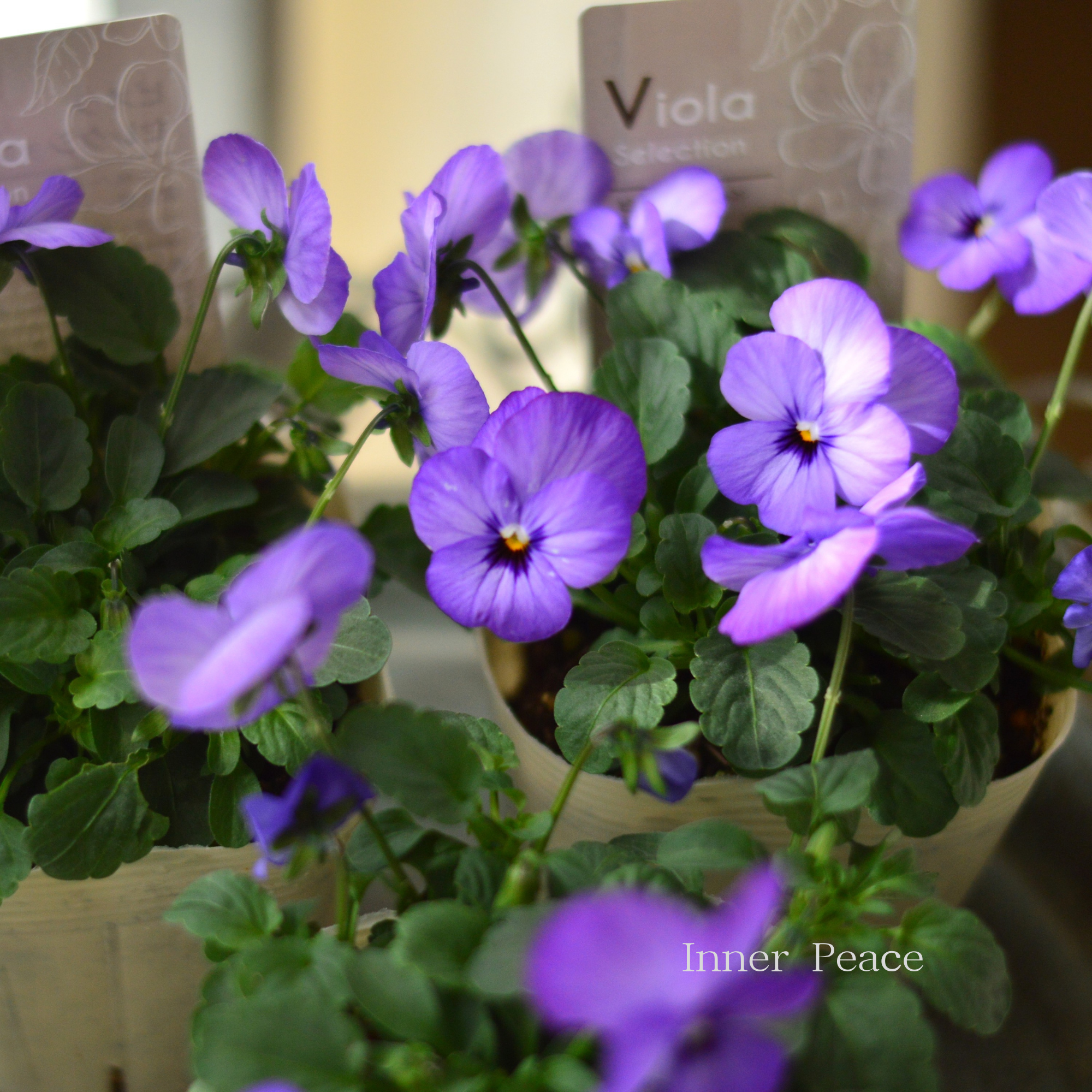 【アンティーク】 ビオラ・なごみももか　『ふじいろ』　3.5寸POT