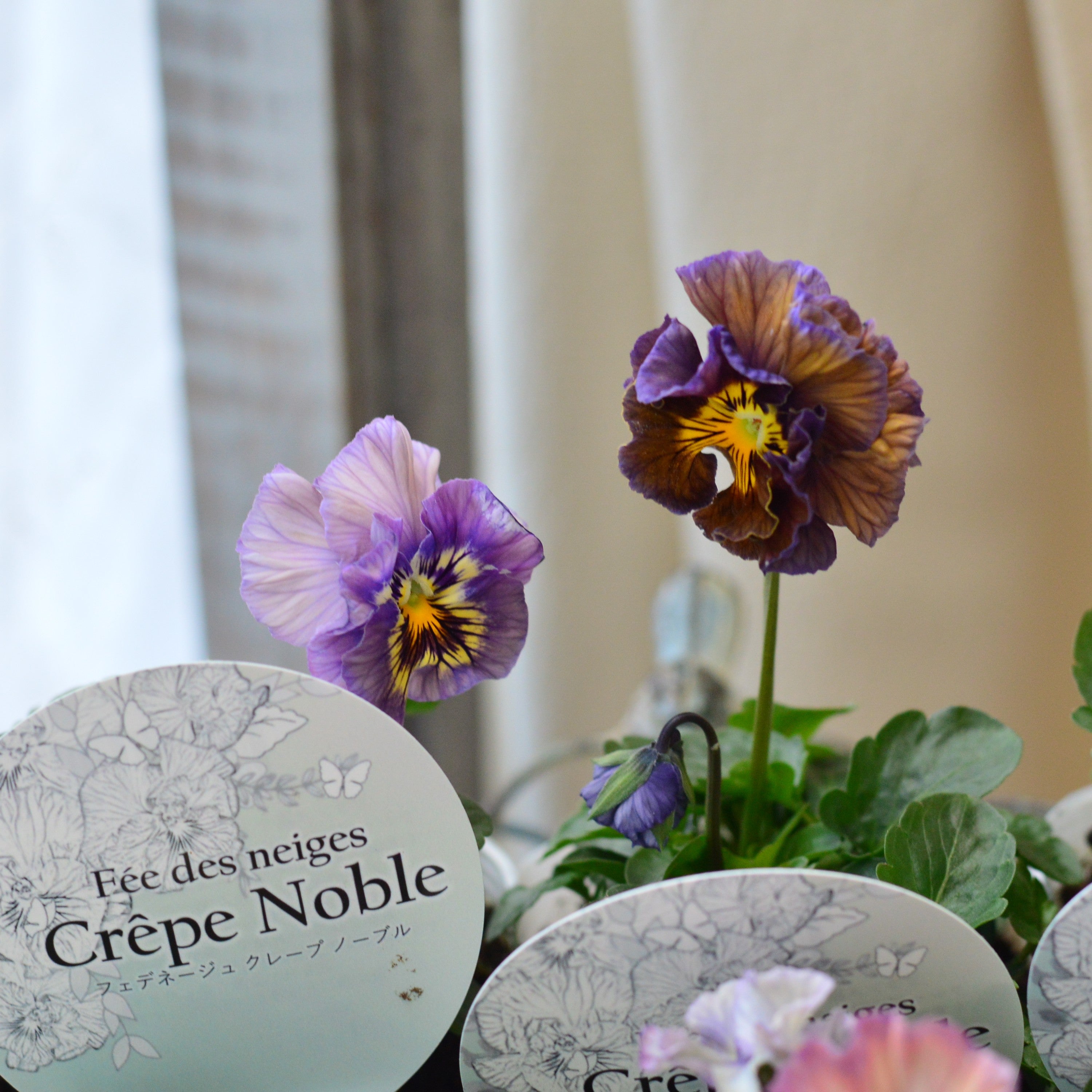 【美しい】 パンジー 『フェデネージュ・クレープノーブル』　3.5寸POT