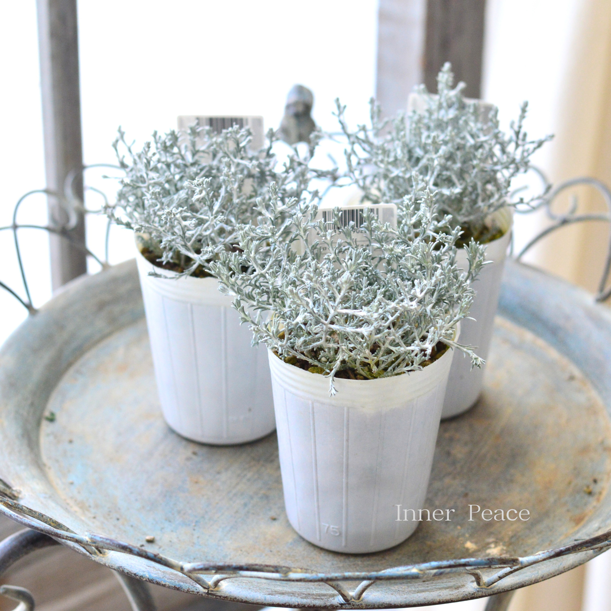 【寄せ植えに】 カロケファルス・プラチーナ　2.5寸～3寸POT