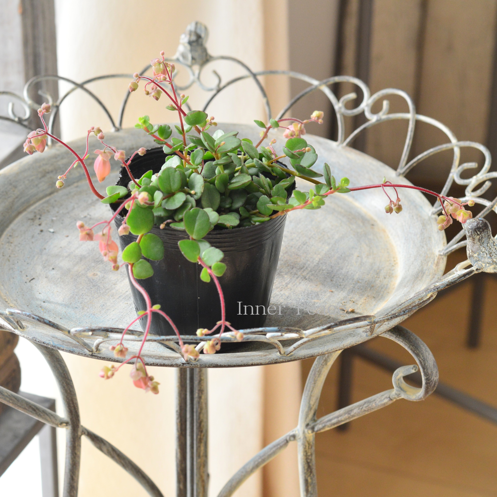 【かわいい】　カランコエ　『フィフィ』　　3.5寸POT