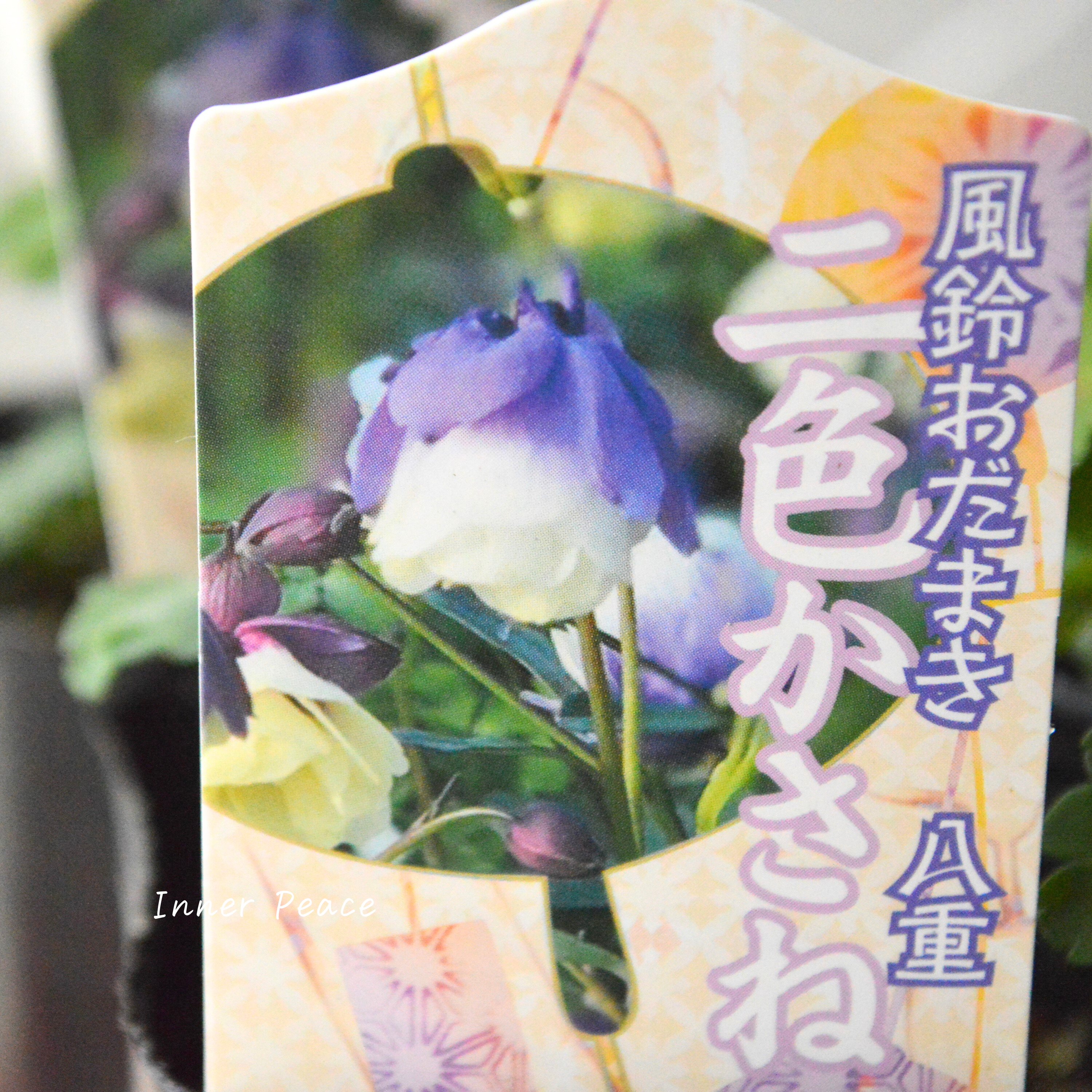 【八重咲き】 風鈴オダマキ 『二色かさね』　3寸POT