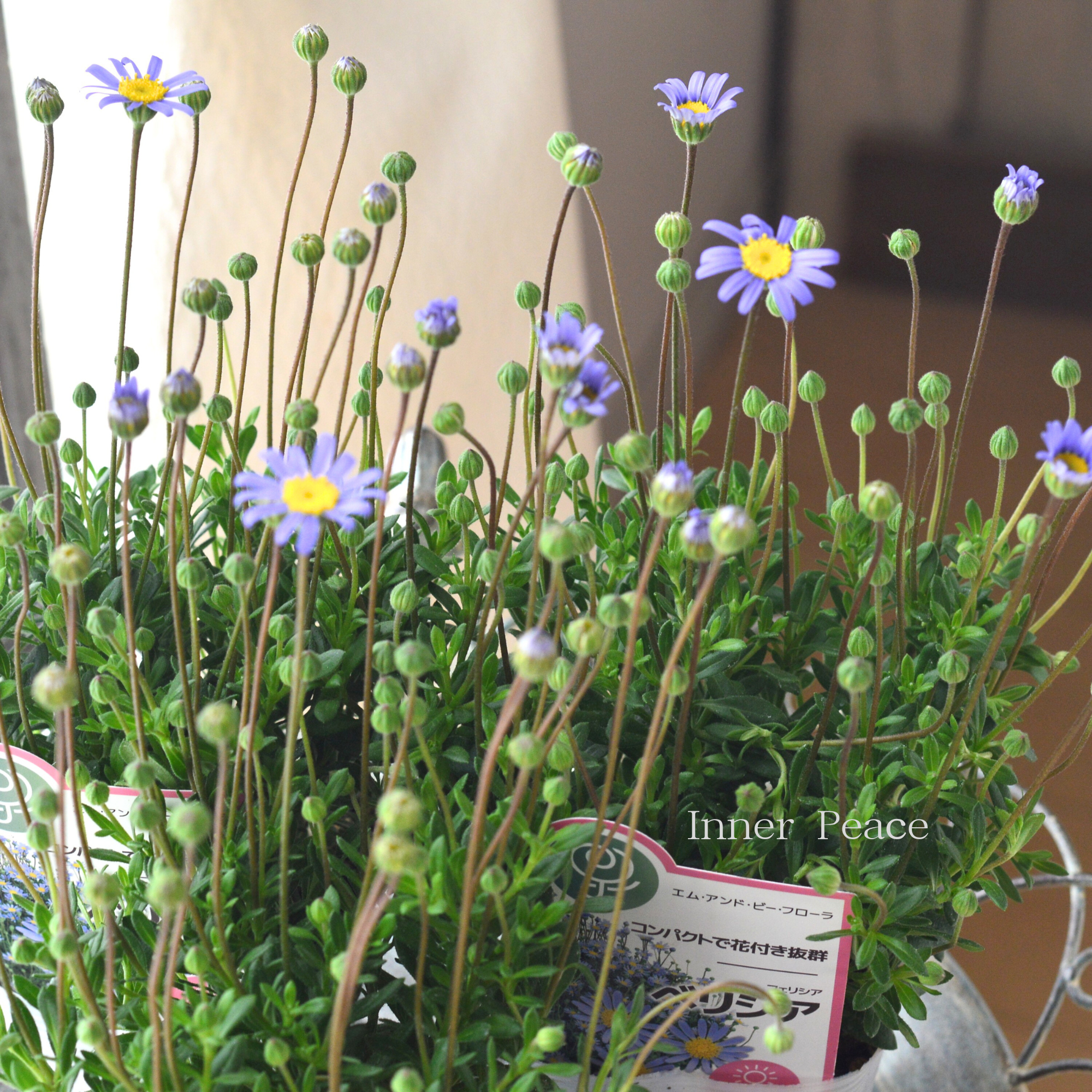 【人気】 フェリシア（ブルーデージー） 『ベリシア』  　3.5寸POT