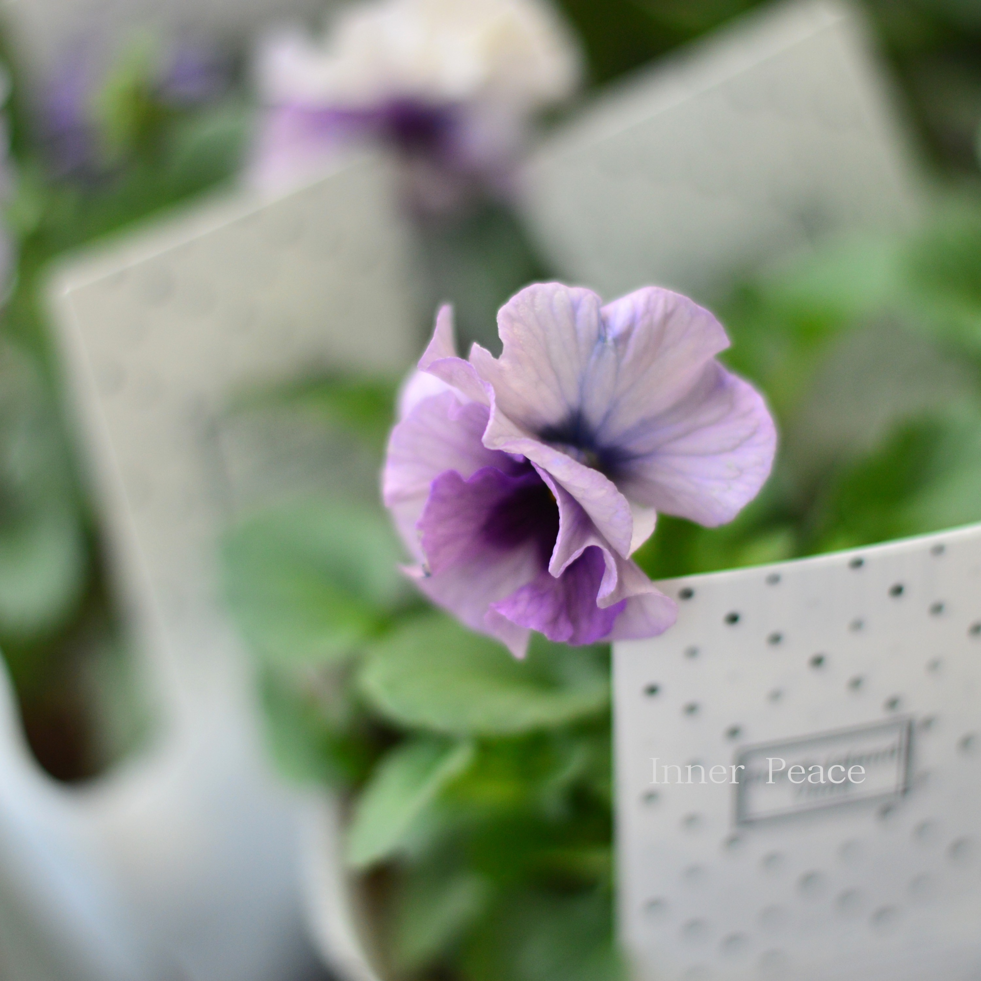 【八重咲き】 北島園芸さんのビオラ　『ふんわりフリル』　3.5寸POT