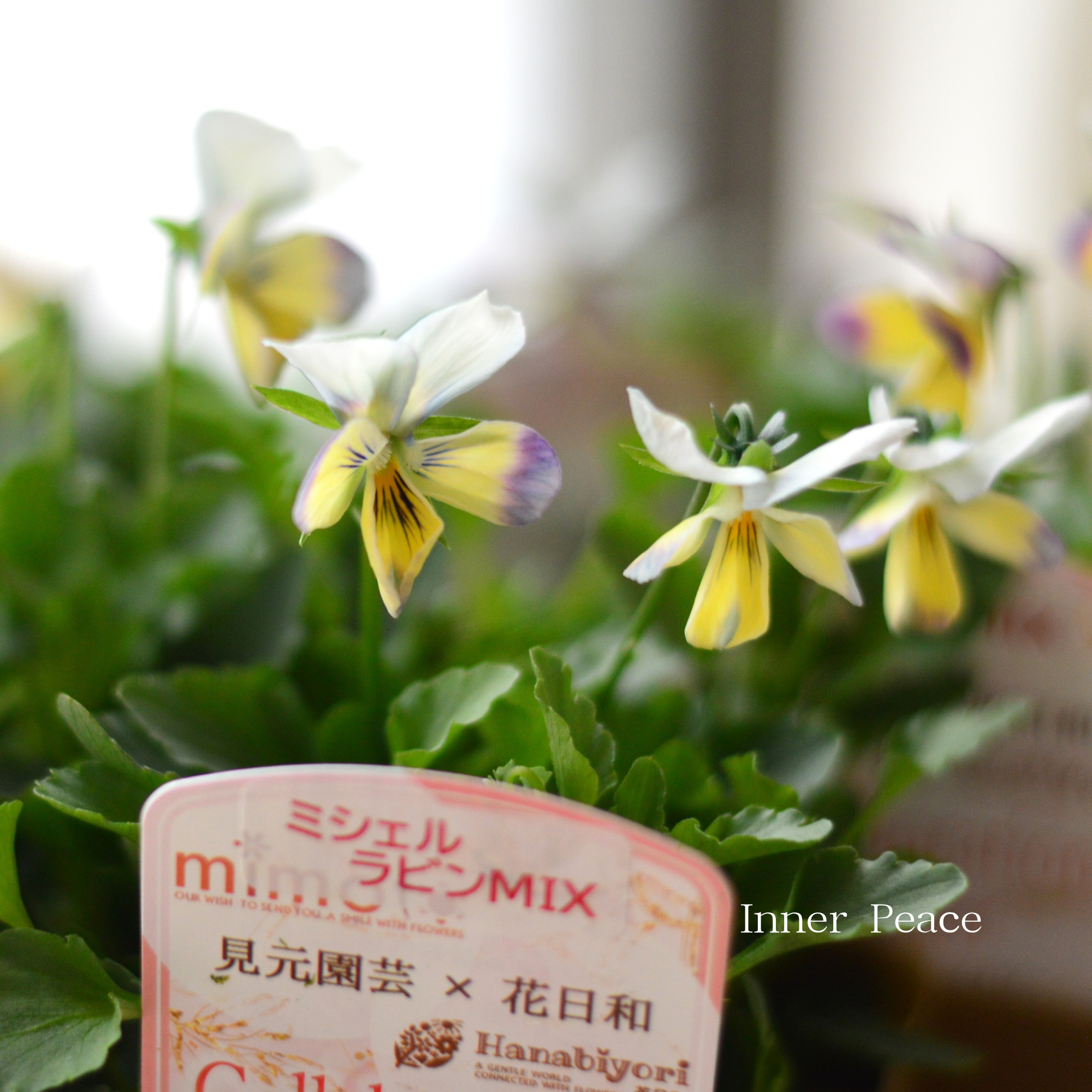 【見元園芸さん×花日和さん】 ビオラ　『ミシェルラビンMIX』　　3.5寸POT