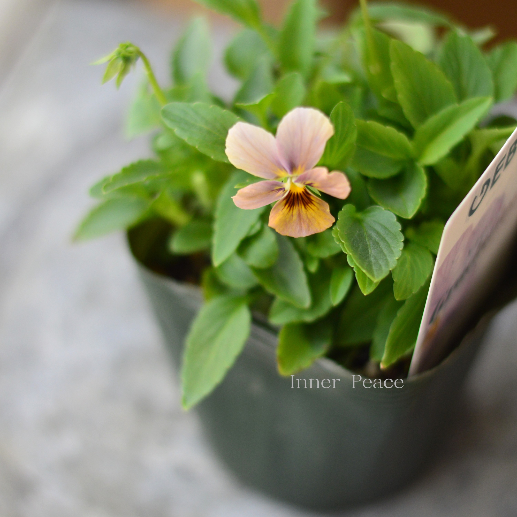 【ゲブラさん】  ビオラ　『グラデーション』　3.5寸POT