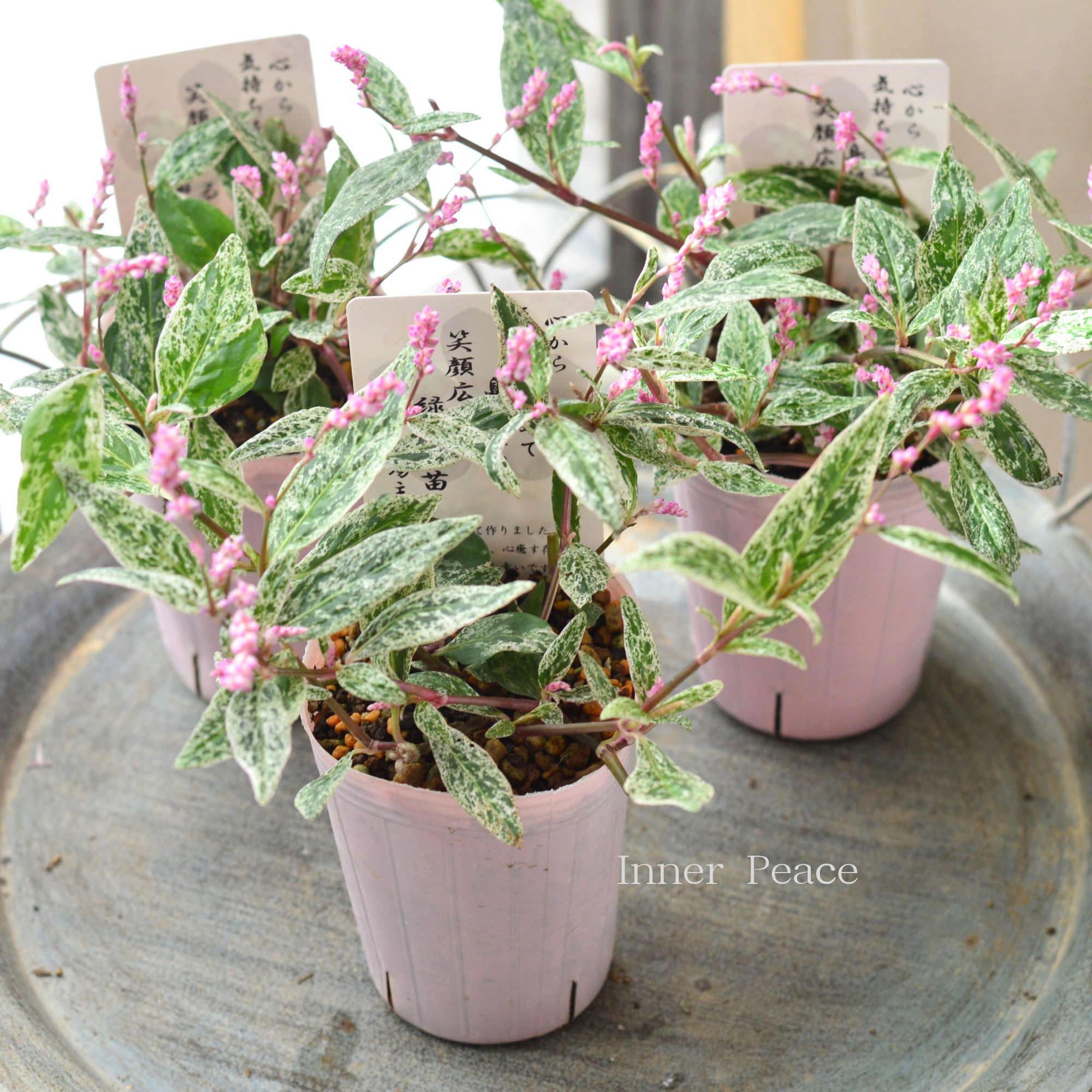 【希少】 ペルシカリア　『雪桜』　　2.5寸ロングPOT