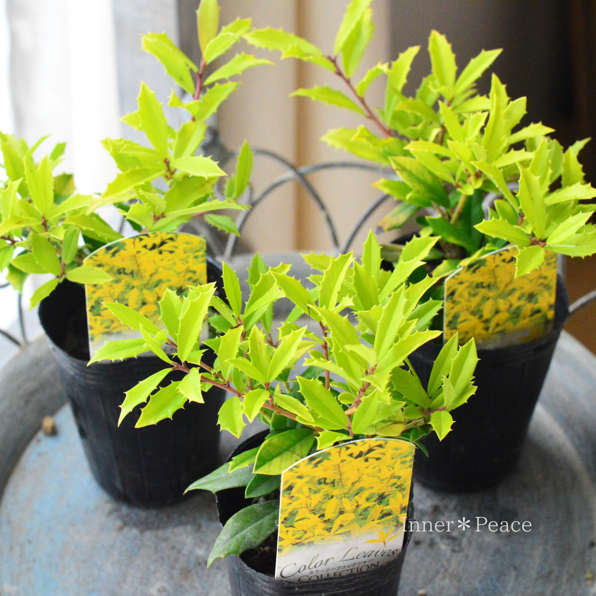 【寄せ植えに】 サニーフォスター　　2.5寸ロングPOT