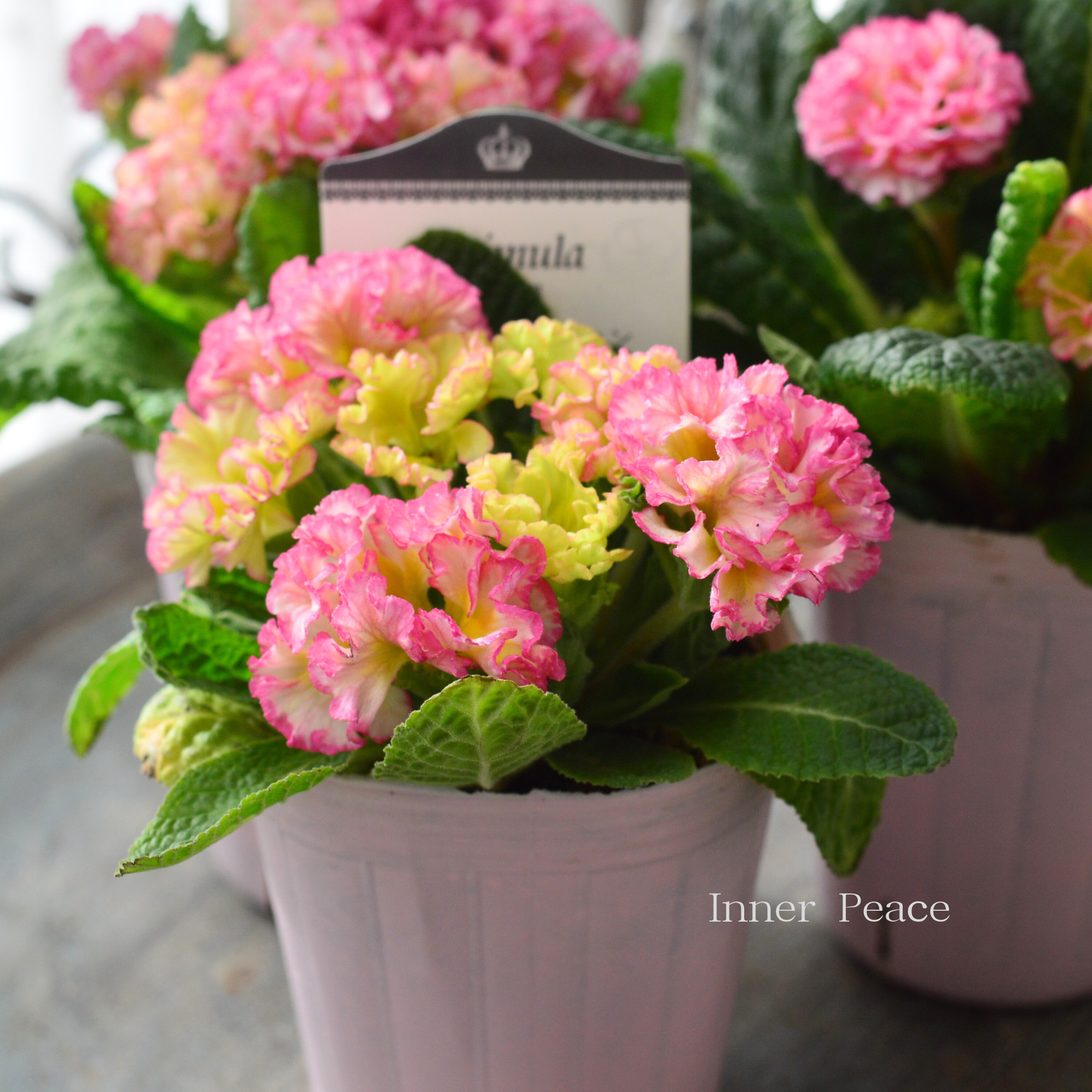 k-plantsさん】 フリンジ咲き プリムラ 『ポンポンラパン・①』 2.5寸