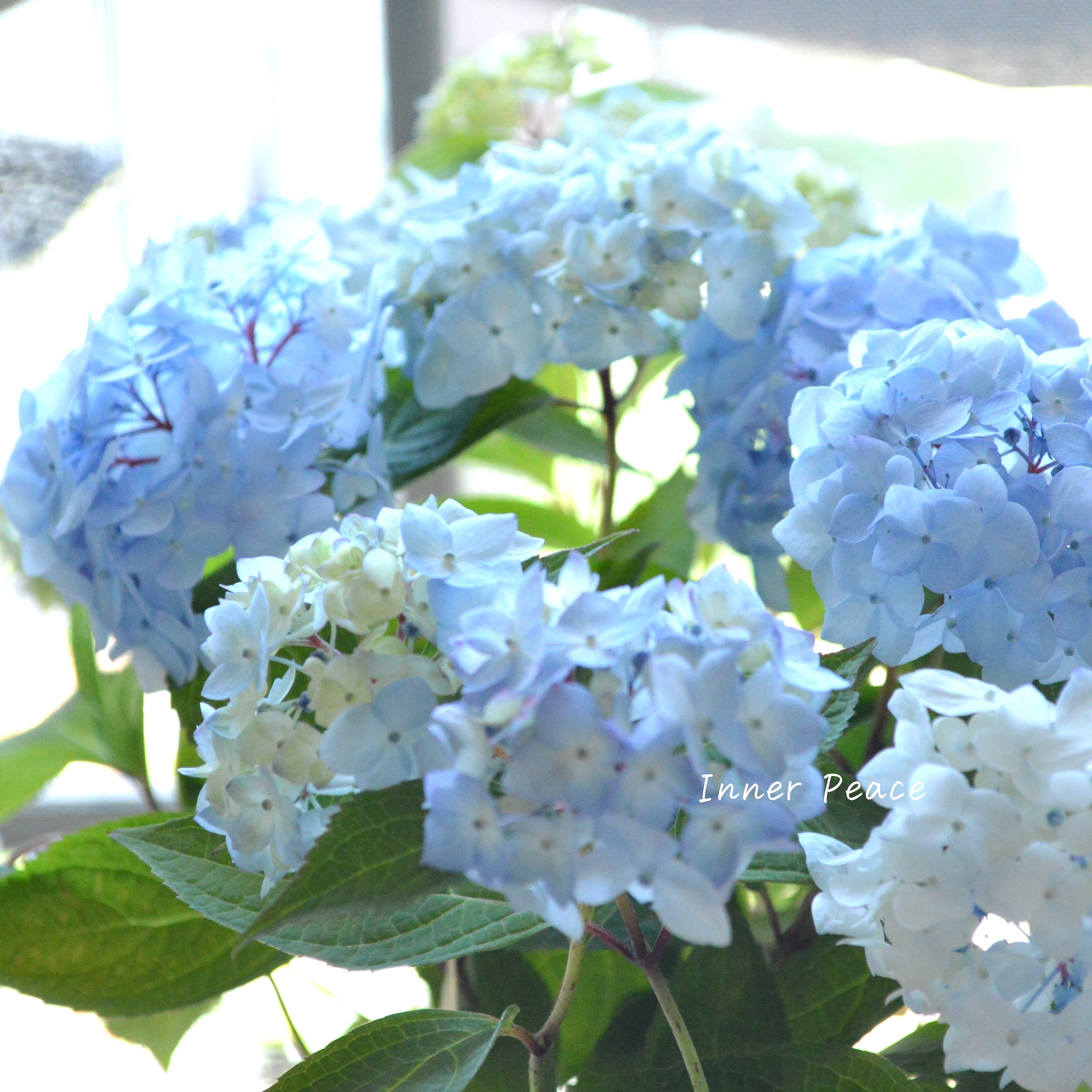 【吉岡麗子さん】Sale！　 紫陽花 『倉木てまり・ブルー』  3号POT