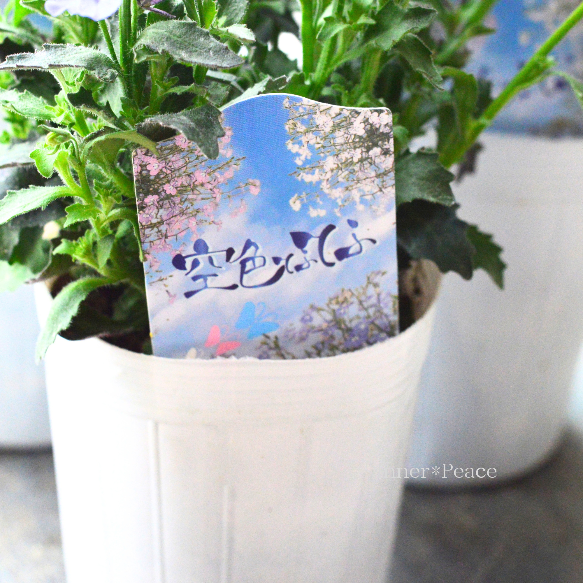 【松原園芸さん】 ロベリア 『空色てふてふ・青空ブルー』　　3寸ロングPOT