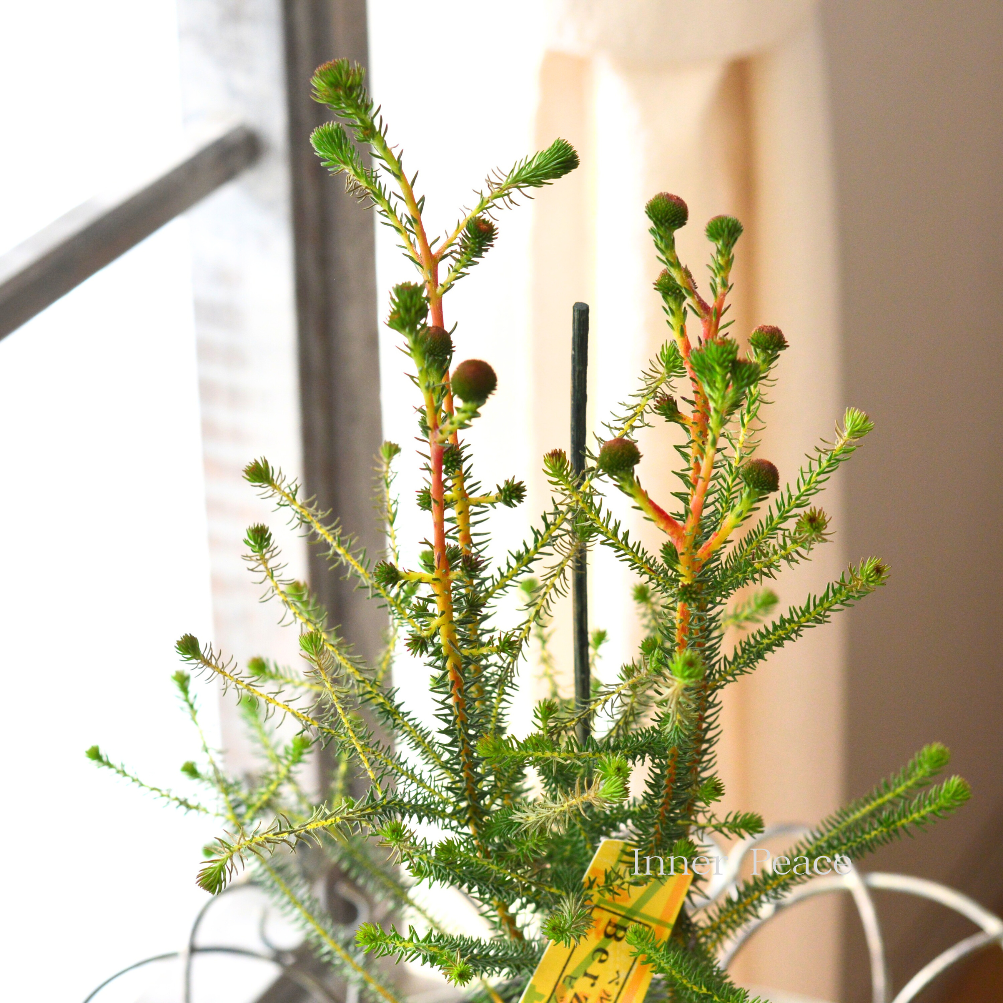 【個性的】 バーゼリア（ベルゼリア）　『ビック』　      3寸POT