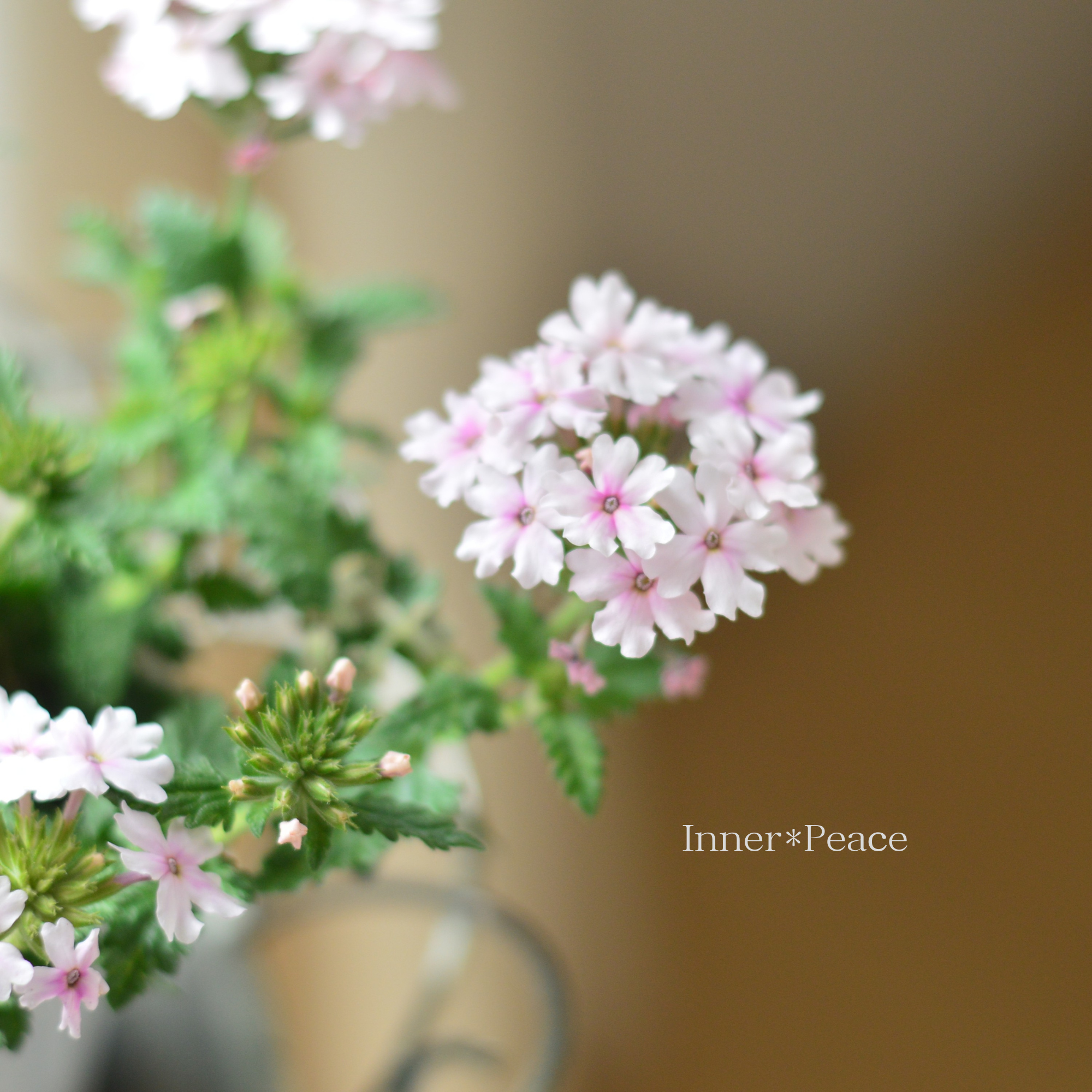 【宿根】 バーベナ 『アイベリー（サクラサク）』　　3.5寸POT