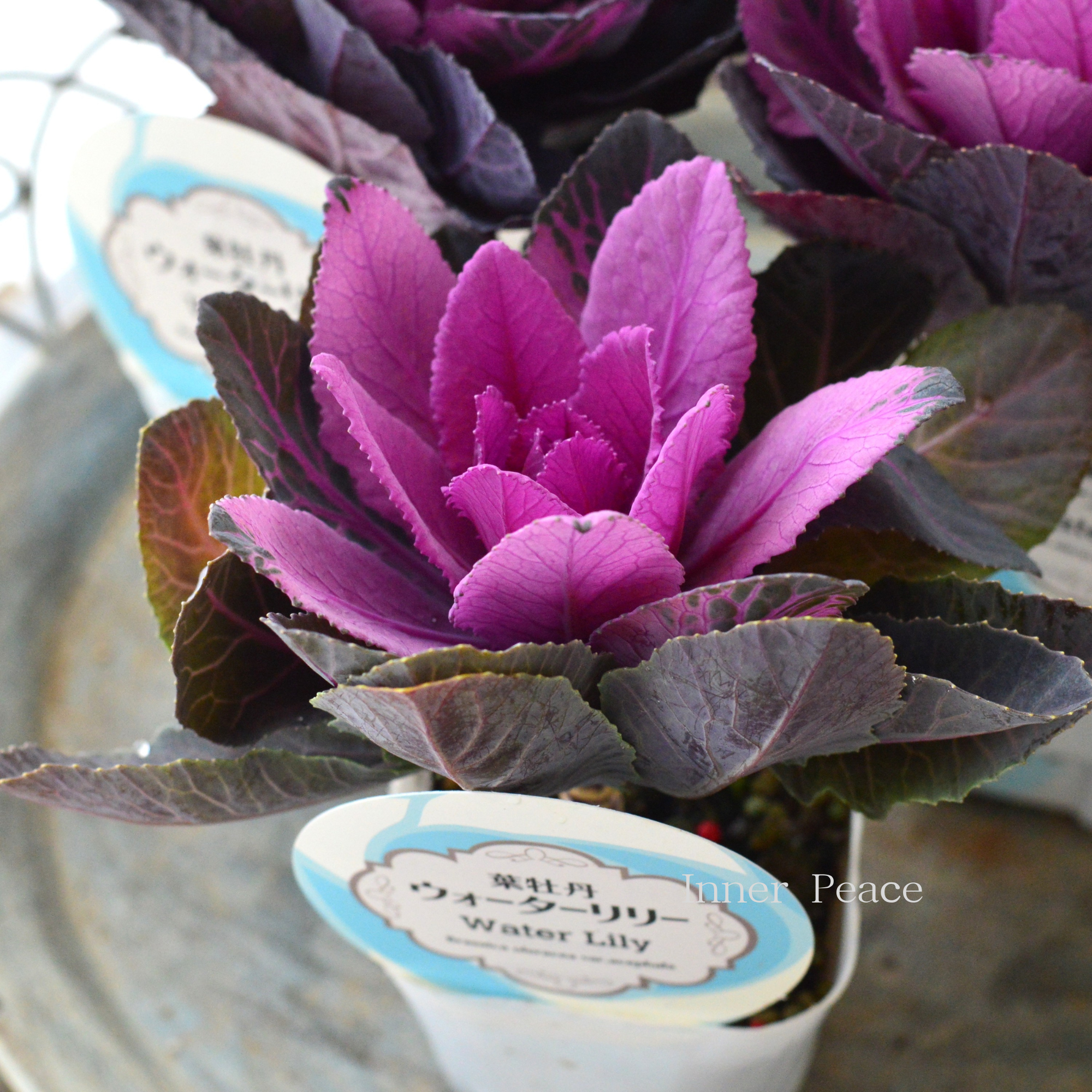 【美しい】 葉牡丹　『ウォーターリリー・赤』  　3寸POT