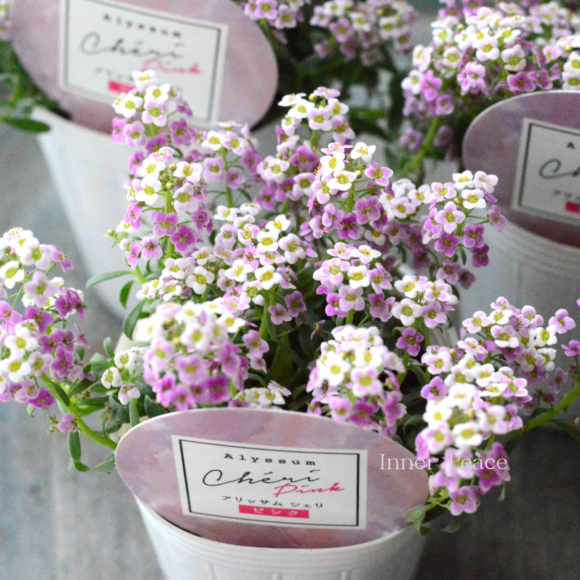 【奥田園芸さんオリジナル】 アリッサム　『シェリ・ピンク』　3.5寸POT
