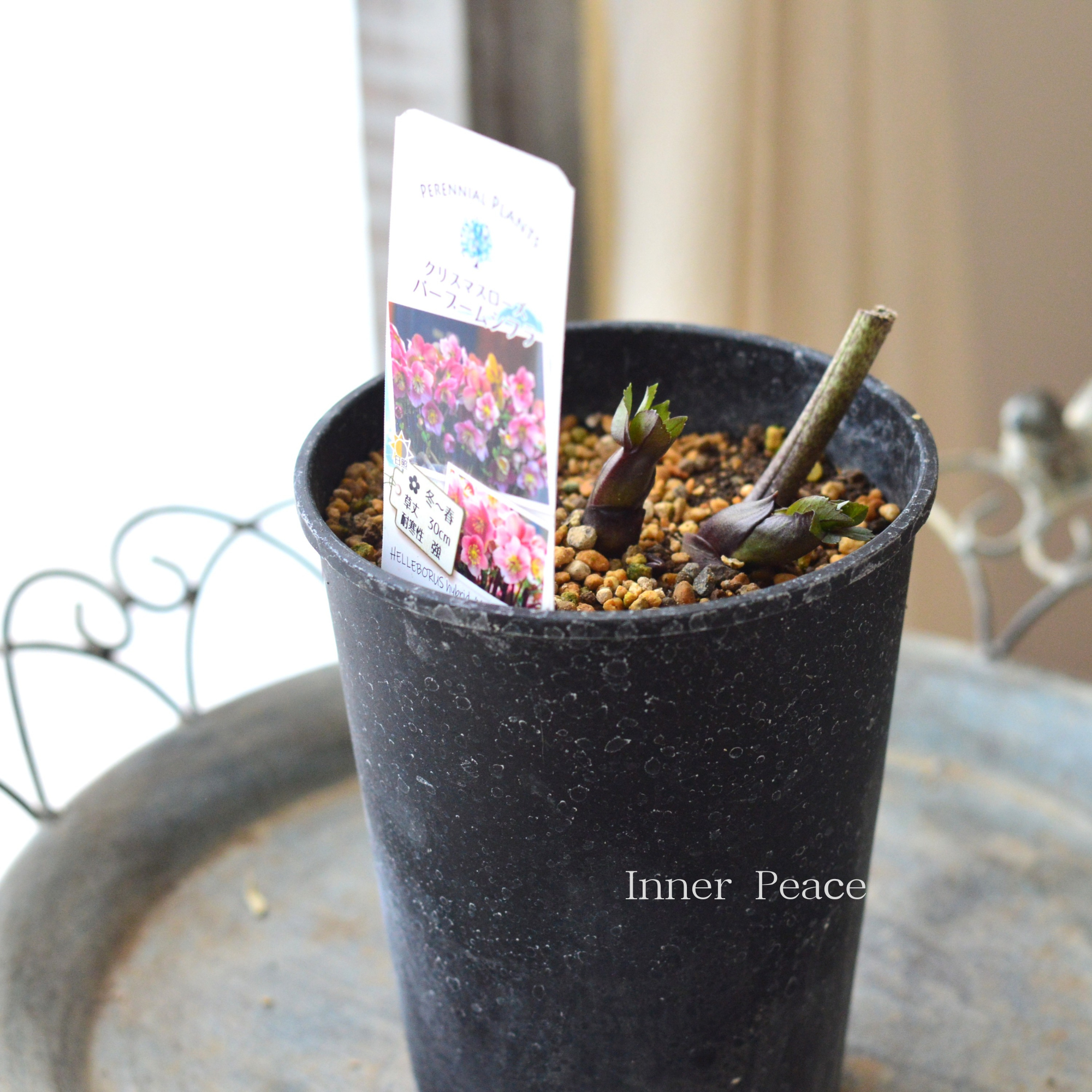 【希少】  クリスマスローズ 『バーブームシフラ』　　4寸鉢