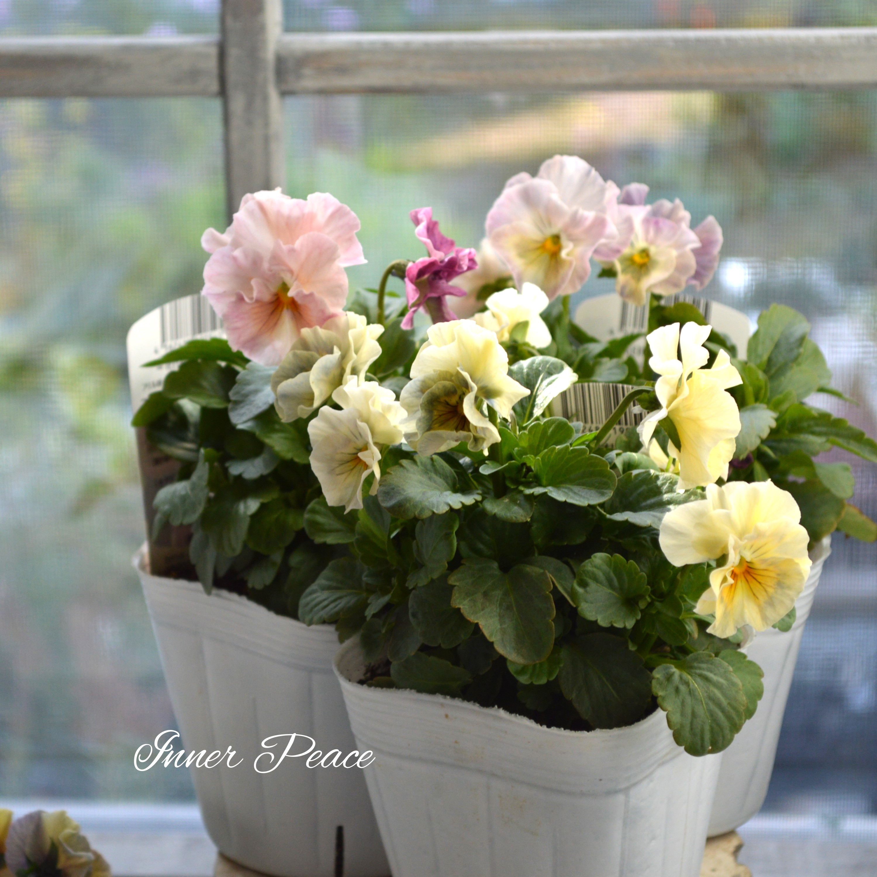 パンジーのアレンジ