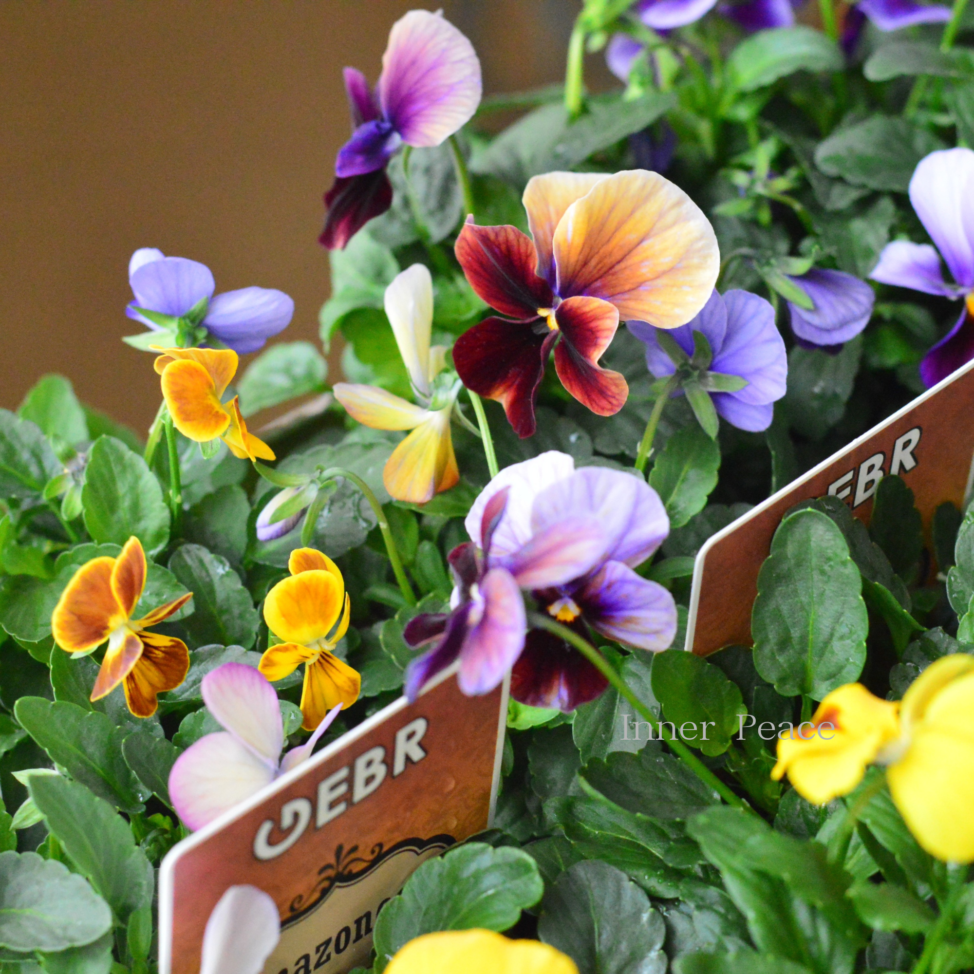 【ゲブラさん】 ビオラ　『アマゾネス』　3.5寸POT