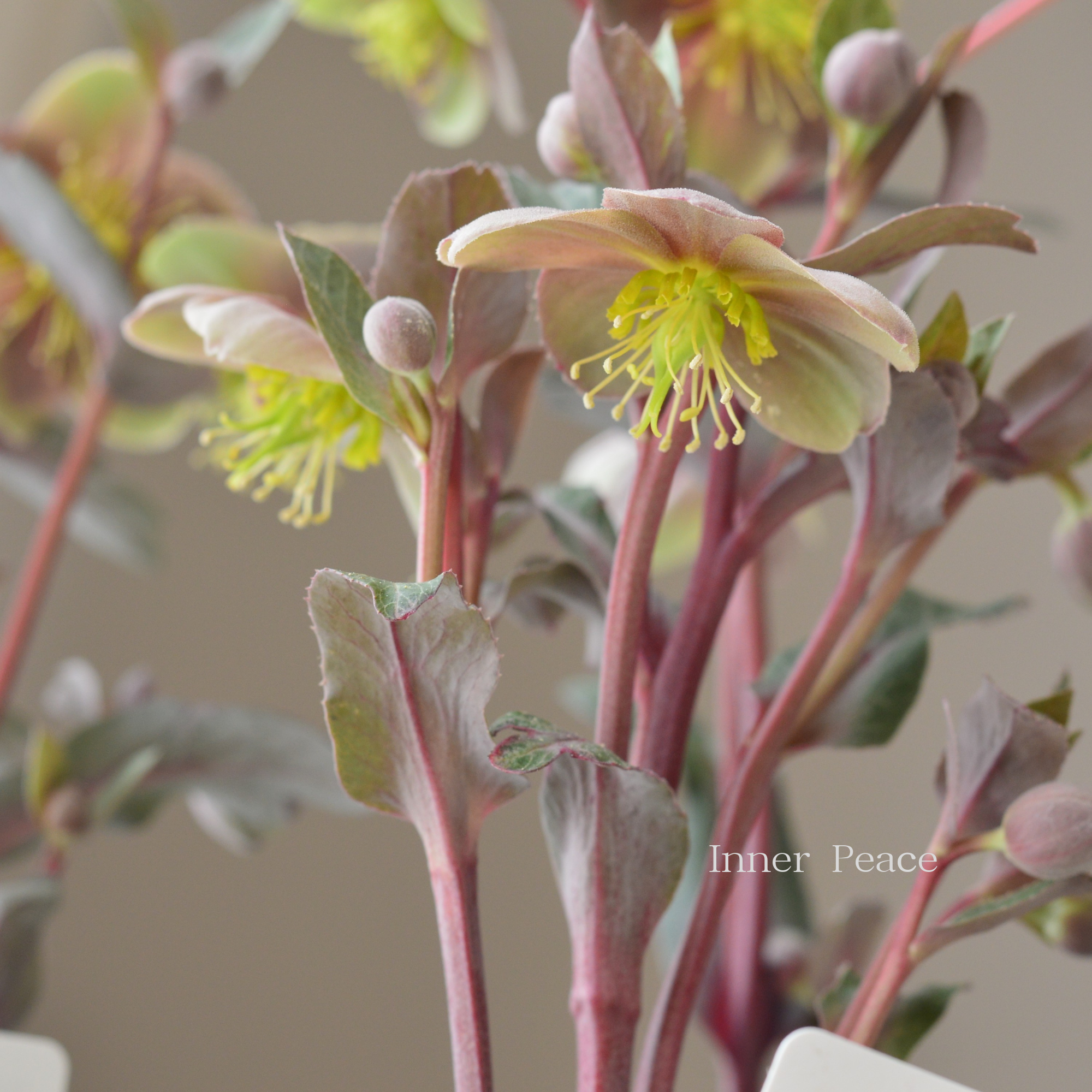 【杉光園芸さん】  クリスマスローズ 『リビダス』　　3寸POT