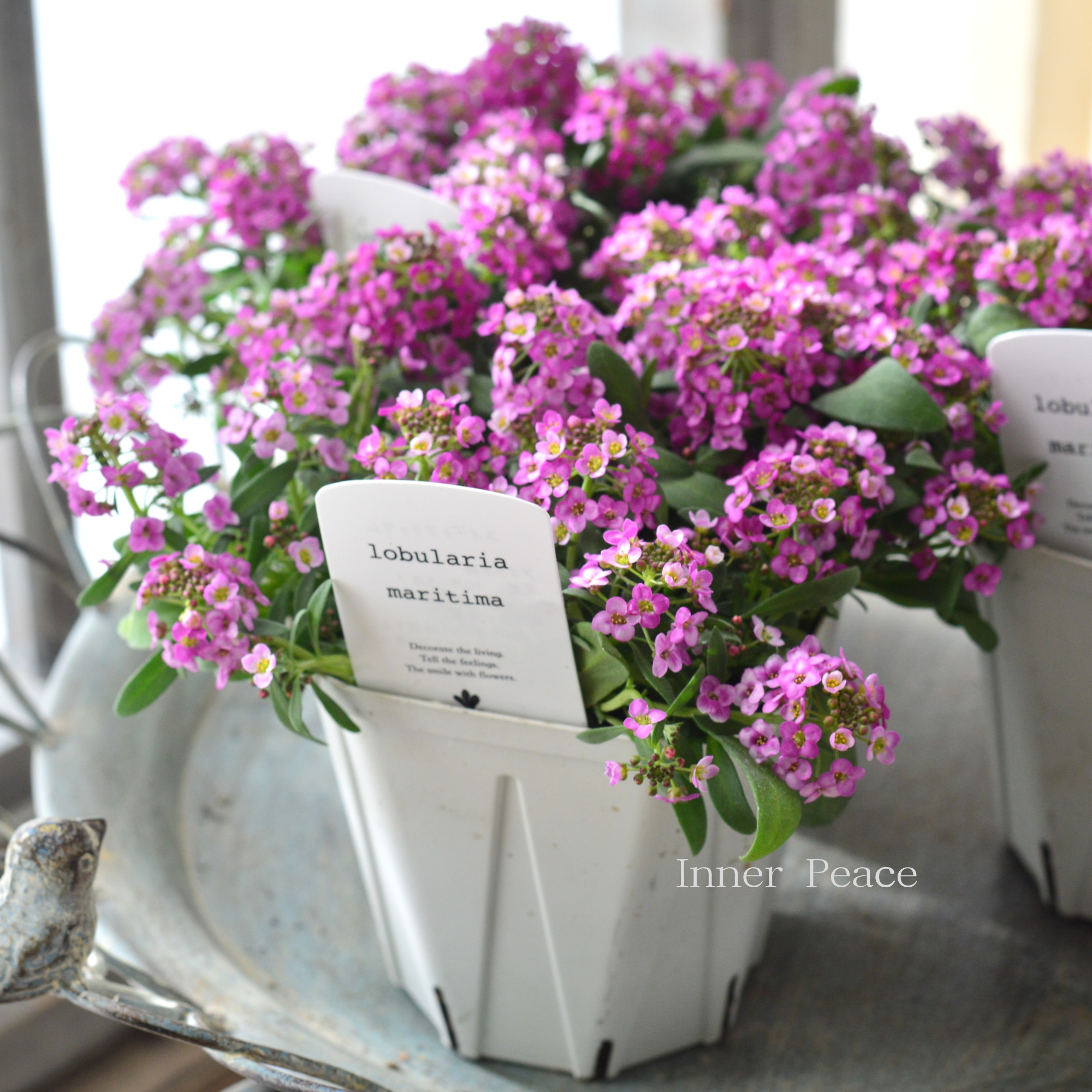 【４本植え】 スイートアリッサム　『ピンク』　　3.5寸硬質POT