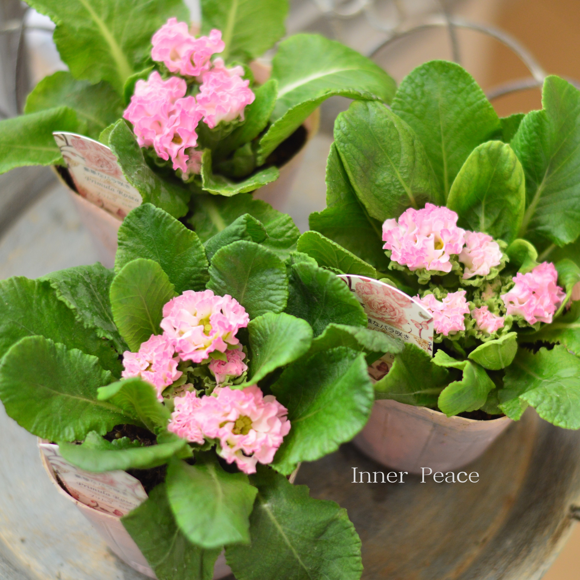 【美しい】 プリムラ・ジュリアン　『ロゼア　ピンク』   3.5寸POT