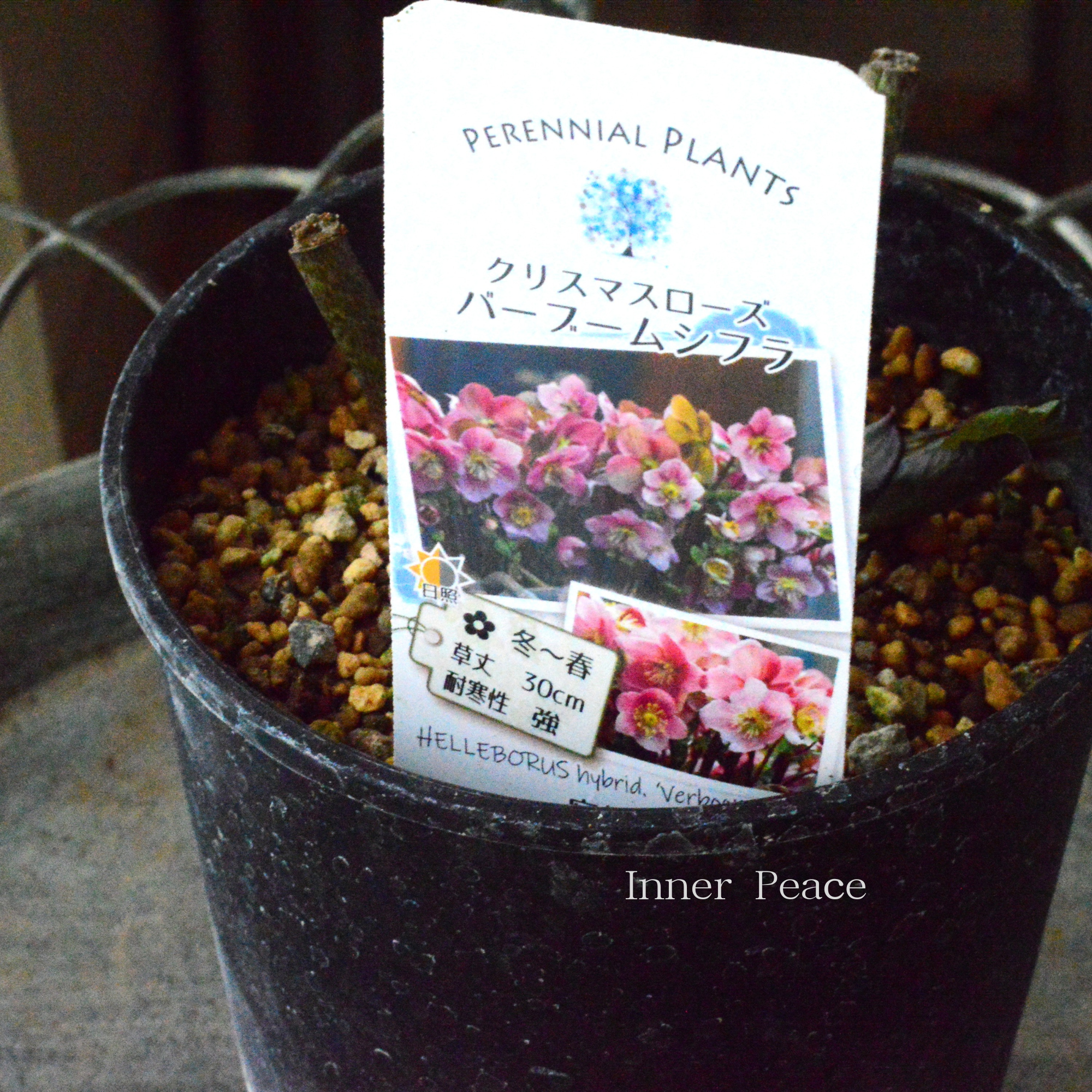 【希少】  クリスマスローズ 『バーブームシフラ』　　4寸鉢
