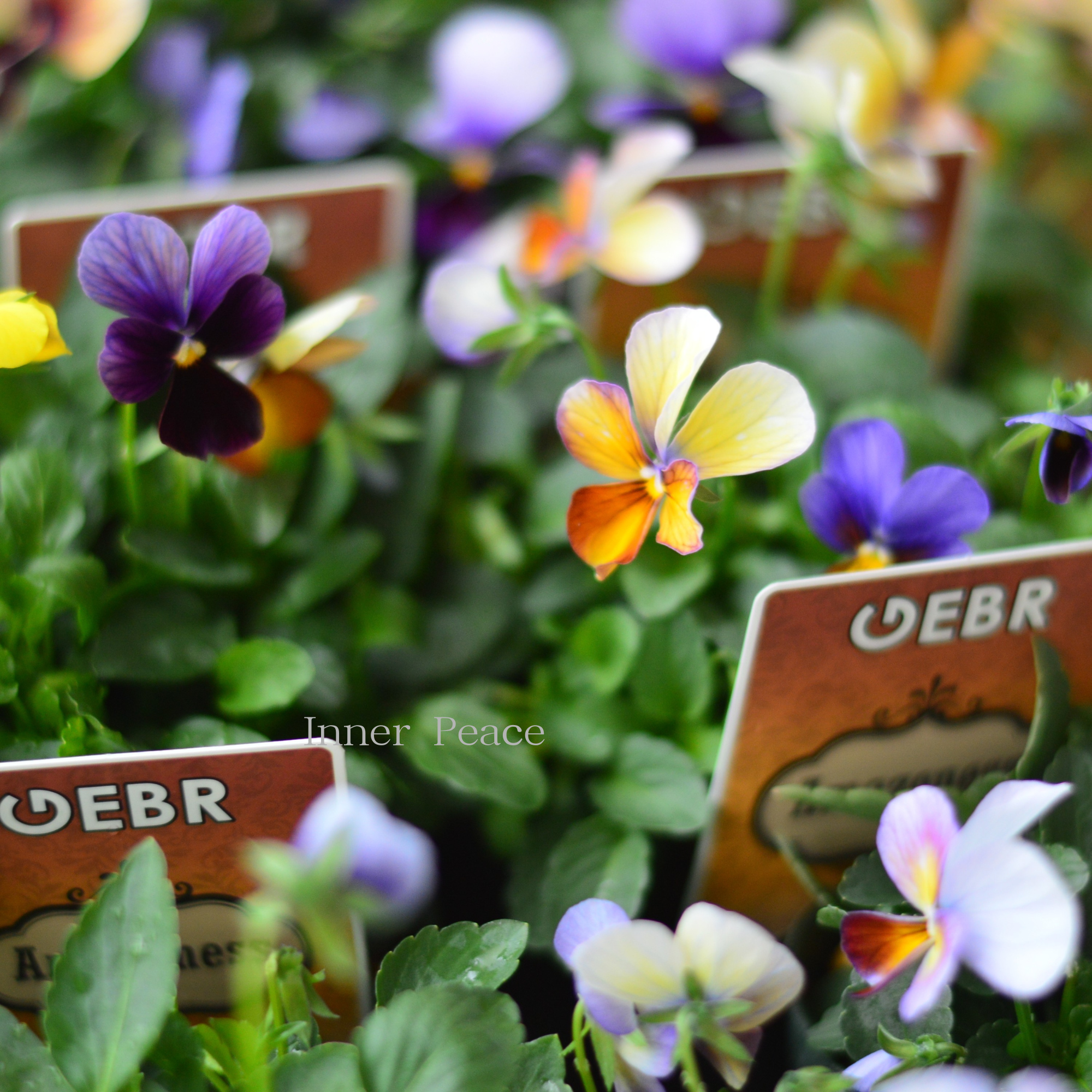 【ゲブラさん】 ビオラ　『アマゾネス』　3.5寸POT