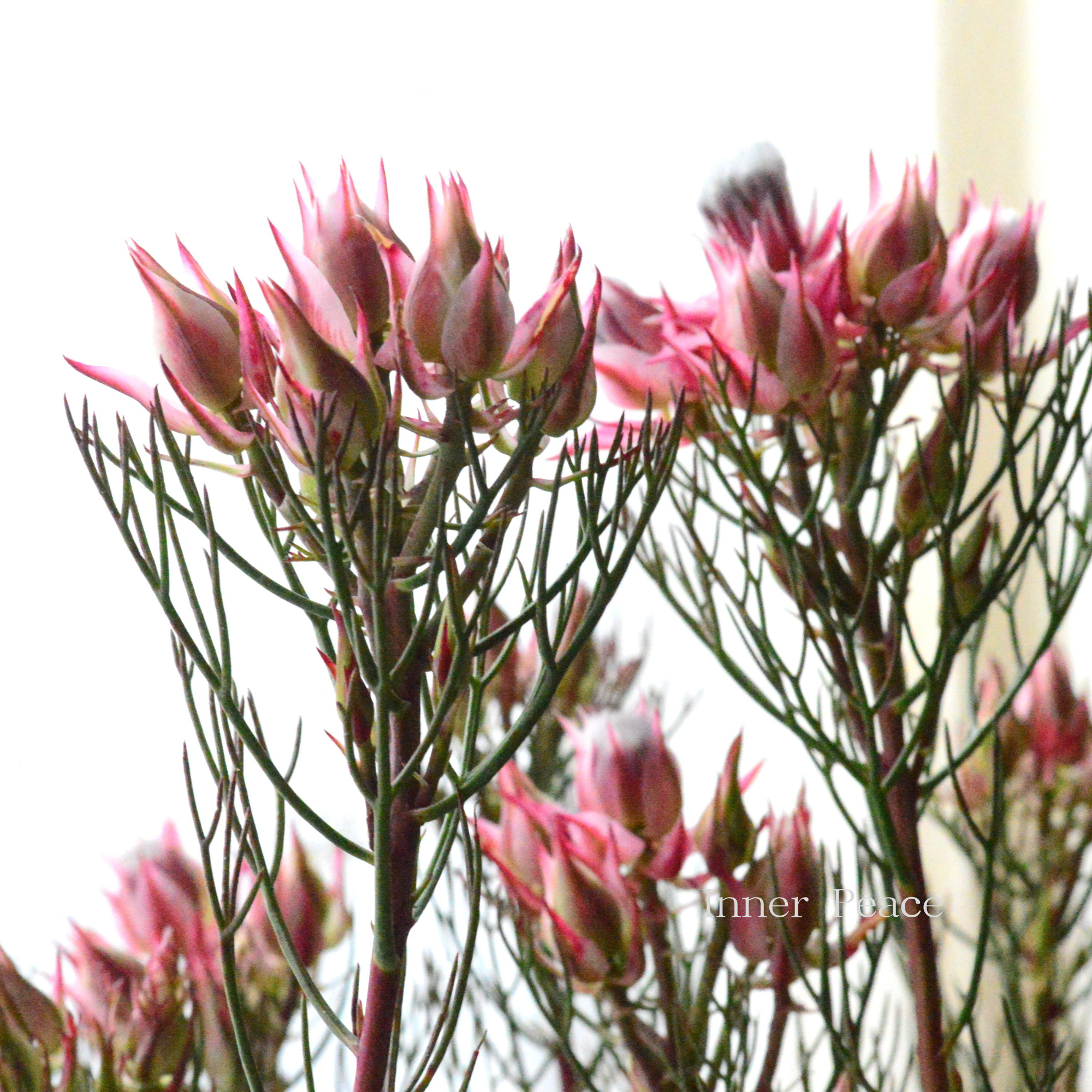 【大苗】 ジョーイセルリア　『カルメン』　６号鉢