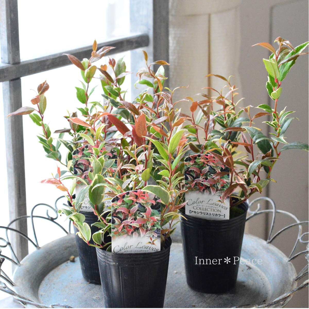 【寄せ植えに】 アキシラリス（ルコテー）・トリカラー　　2.5寸ロングPOT