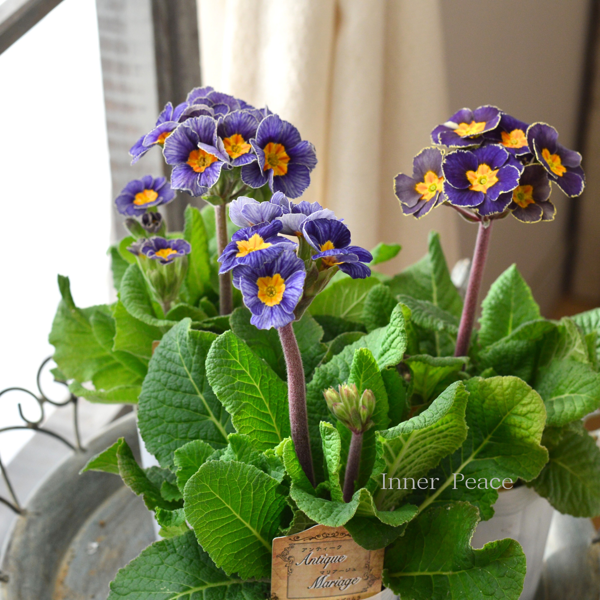 松原園芸さん】 プリムラ・アンティークマリアージュ 『立性タイプ