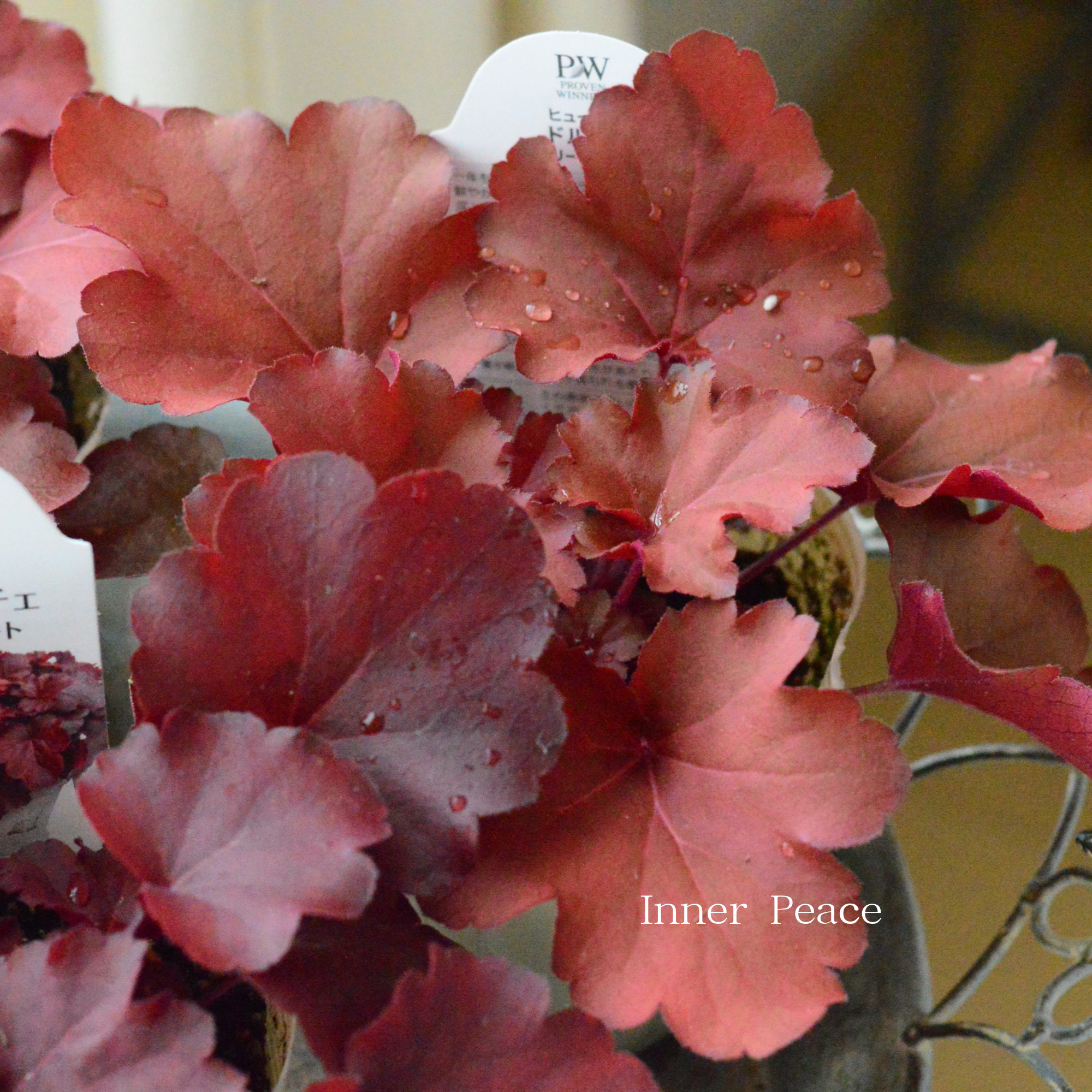 【PW】 ヒューケラ ドルチェ　『チェリーコンポート』　3.5寸POT